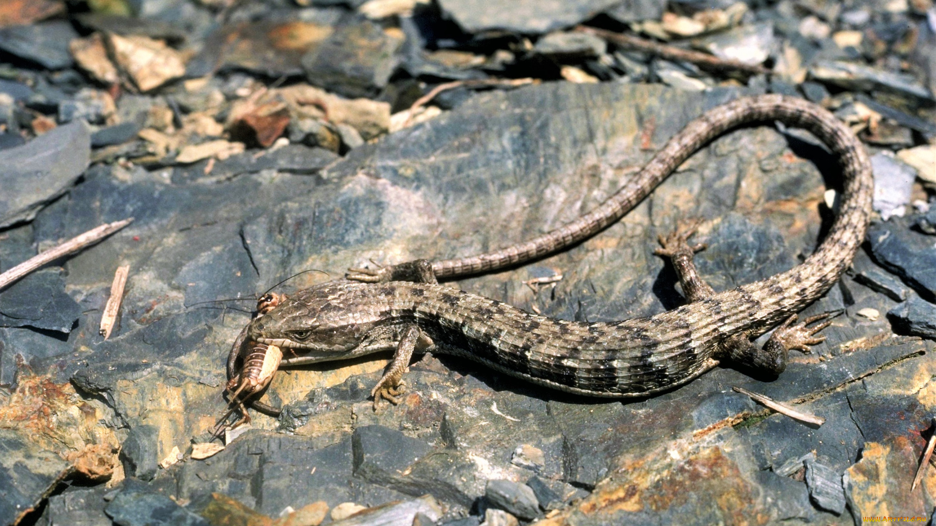 животные, Ящерицы, , игуаны, , вараны, камни, добыча, ящерица