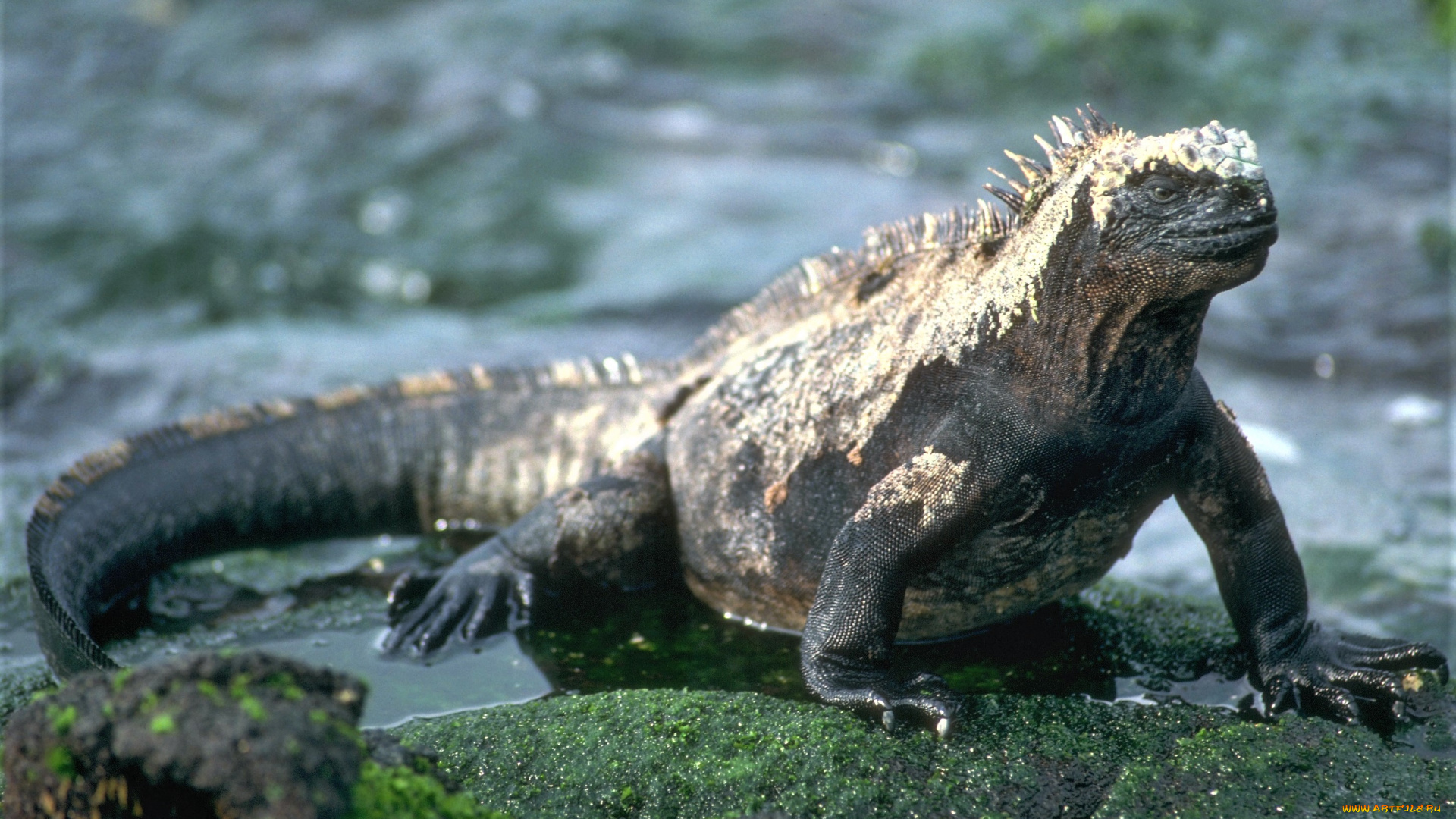 животные, Ящерицы, , игуаны, , вараны, лужи, игуана, ящерица, камни