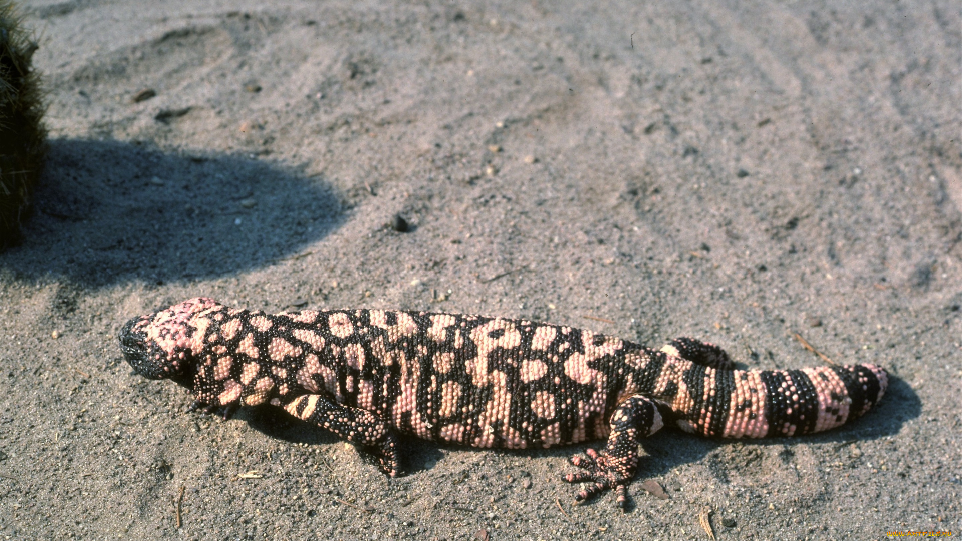 животные, Ящерицы, , игуаны, , вараны, ядозуб, ящерица, песок