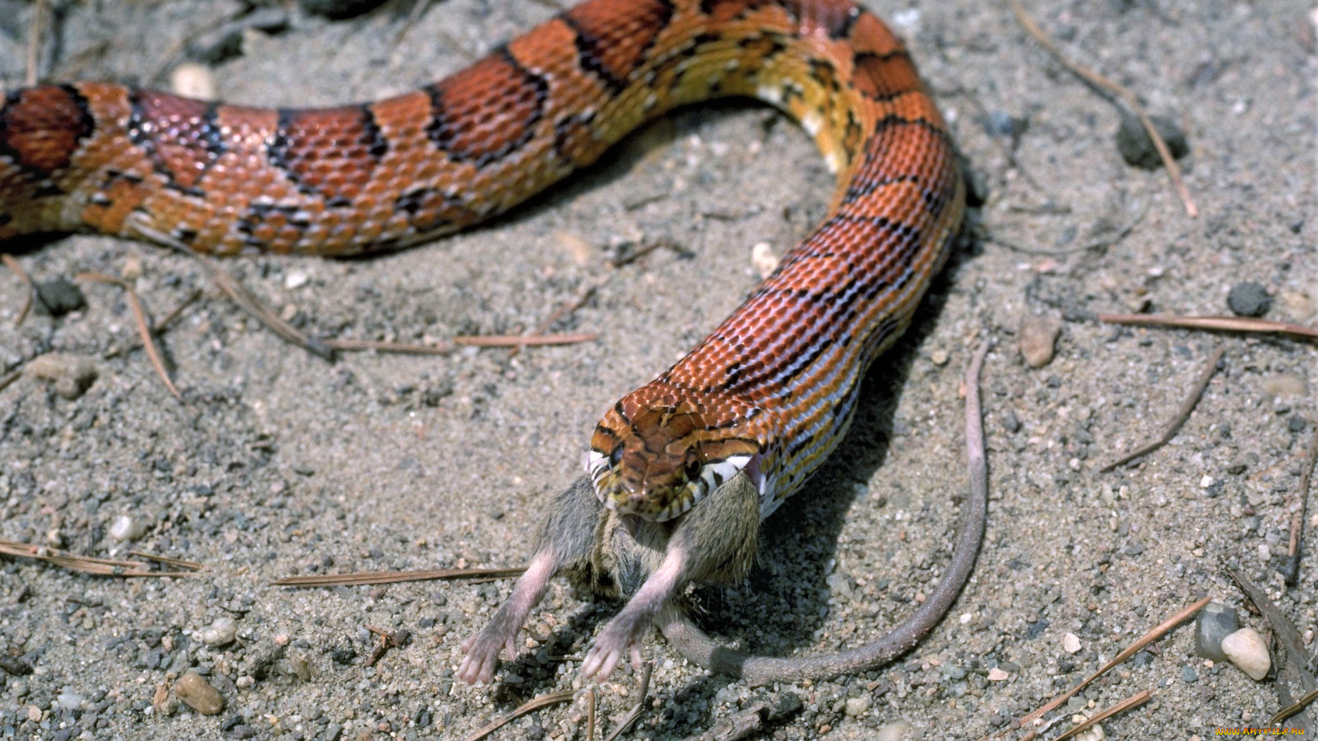 животные, змеи, , питоны, , кобры, добыча, змея