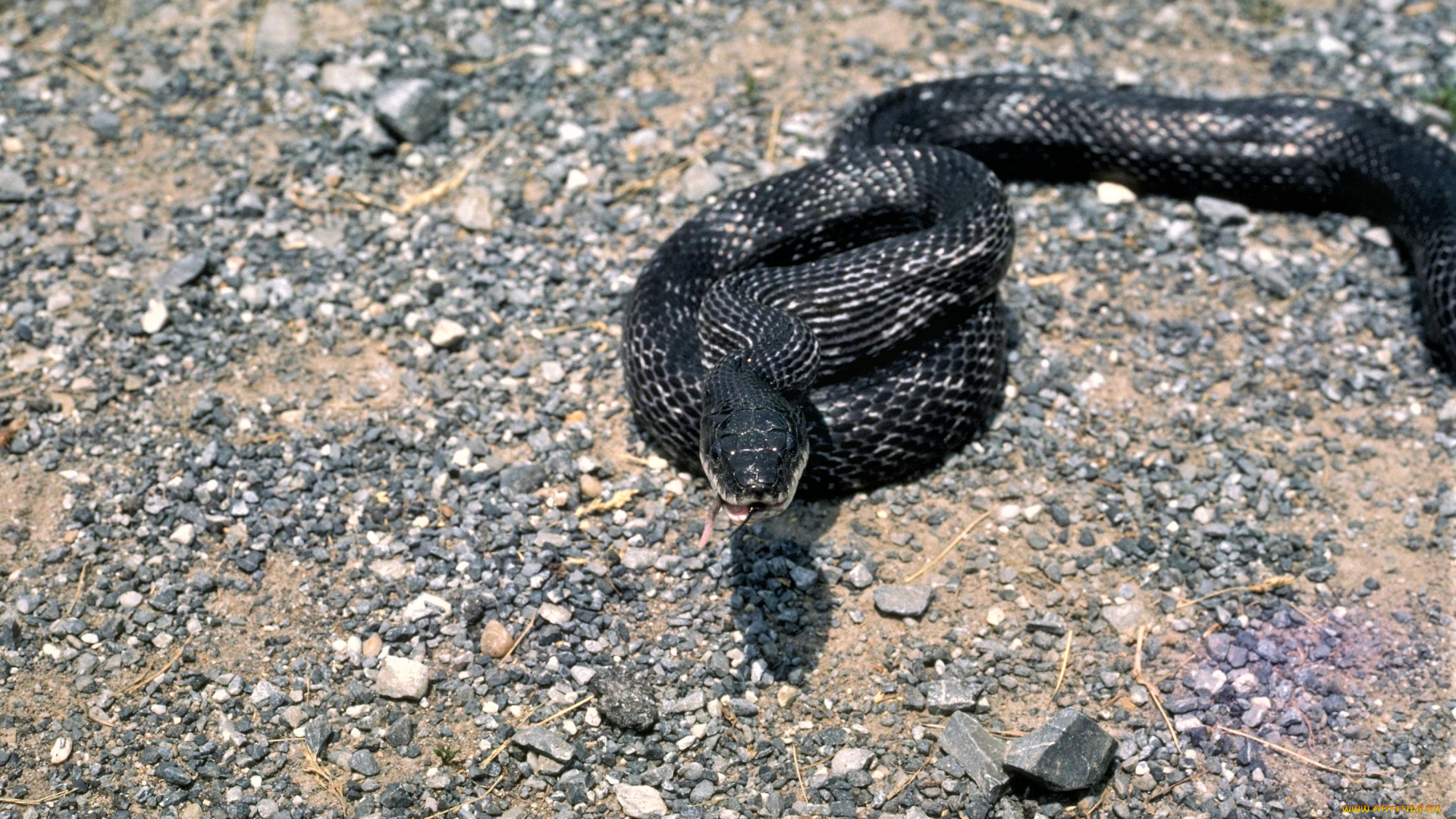 животные, змеи, , питоны, , кобры, камни, змея, черная