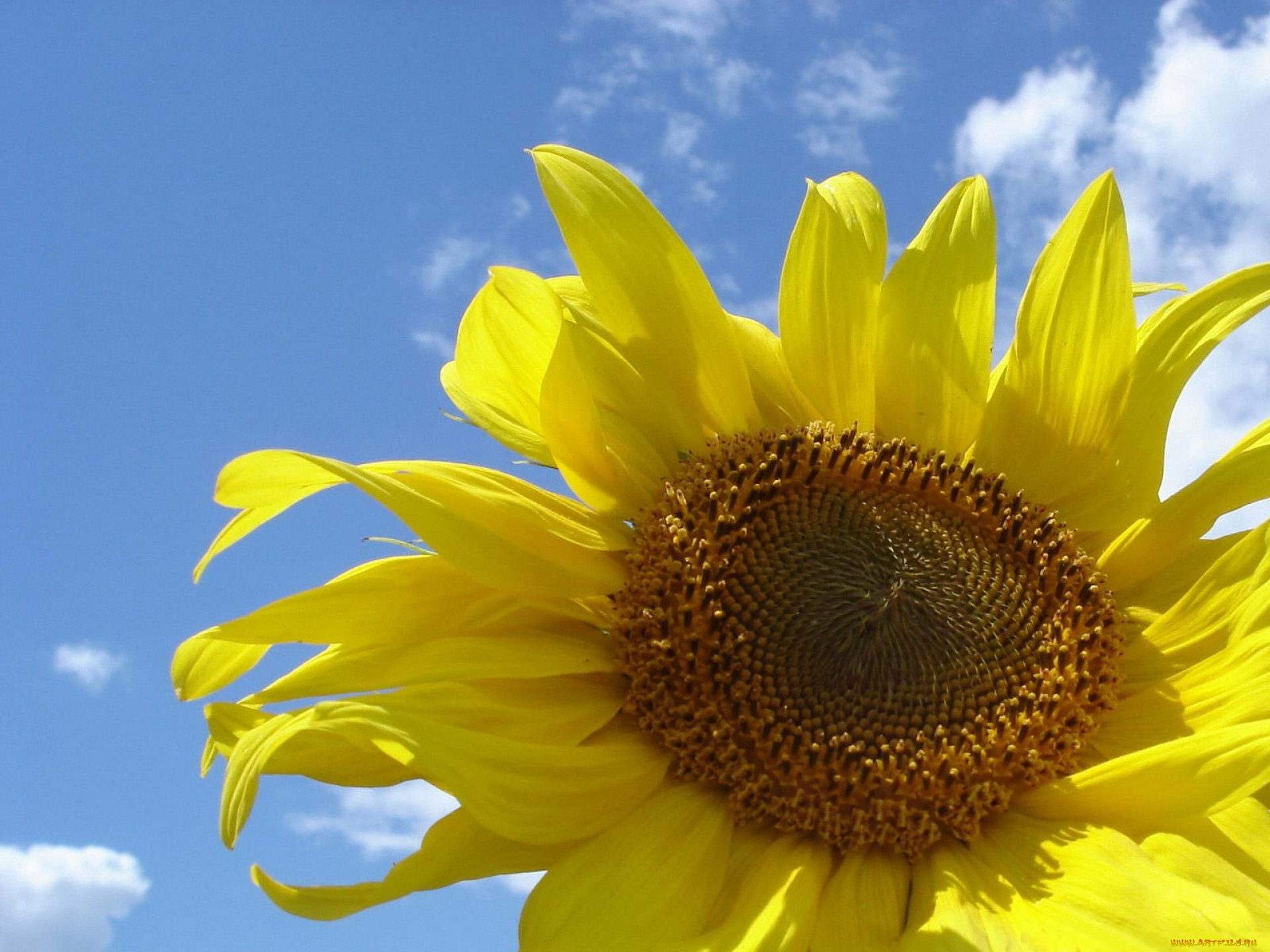 цветы, подсолнухи, облака, небо, подсолнух