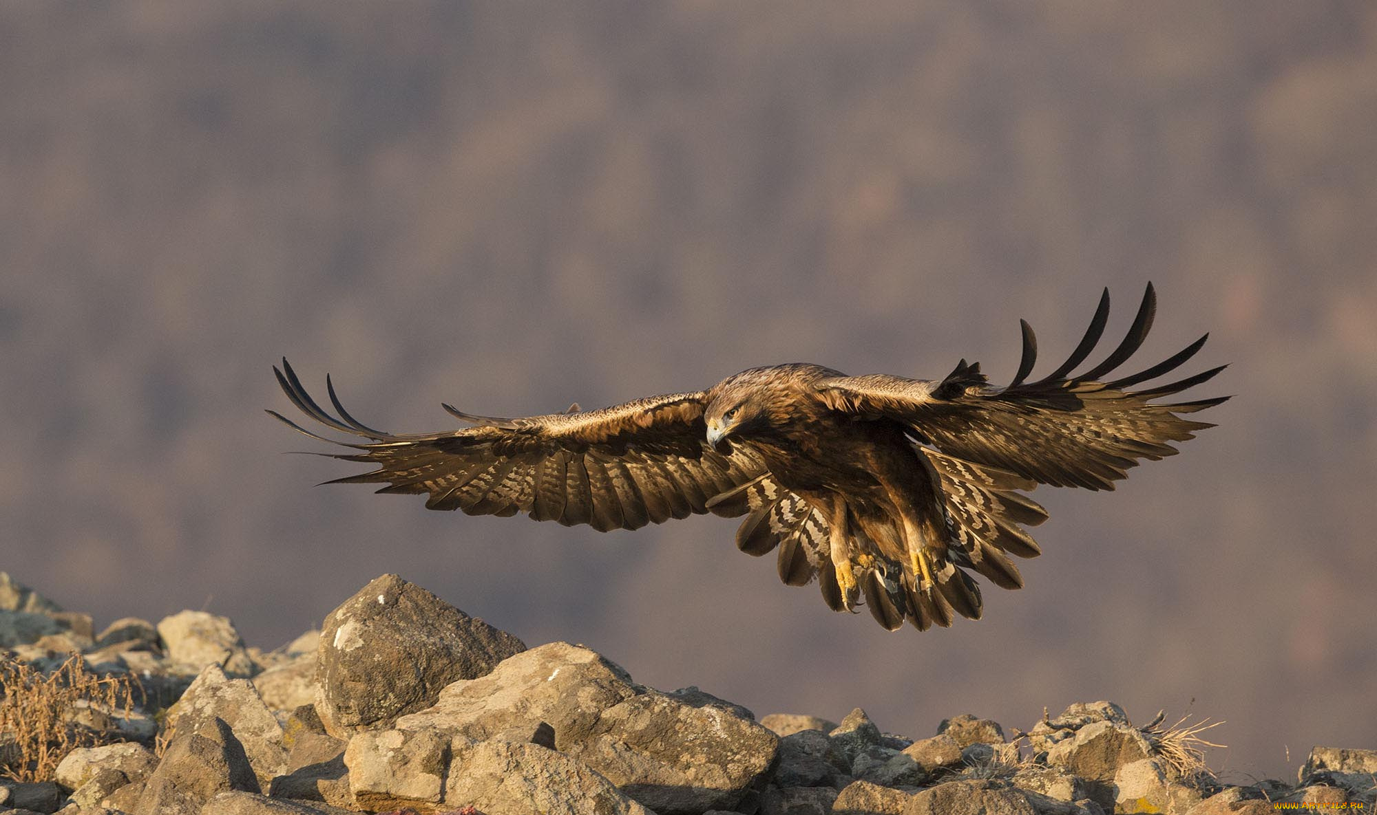 животные, птицы, -, хищники, хищные, птицы, орлы, беркут