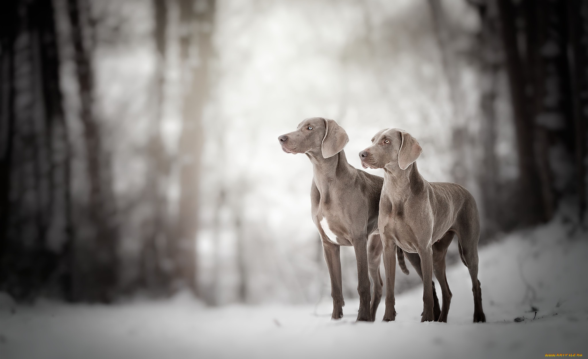 животные, собаки, фон, взгляд, собака