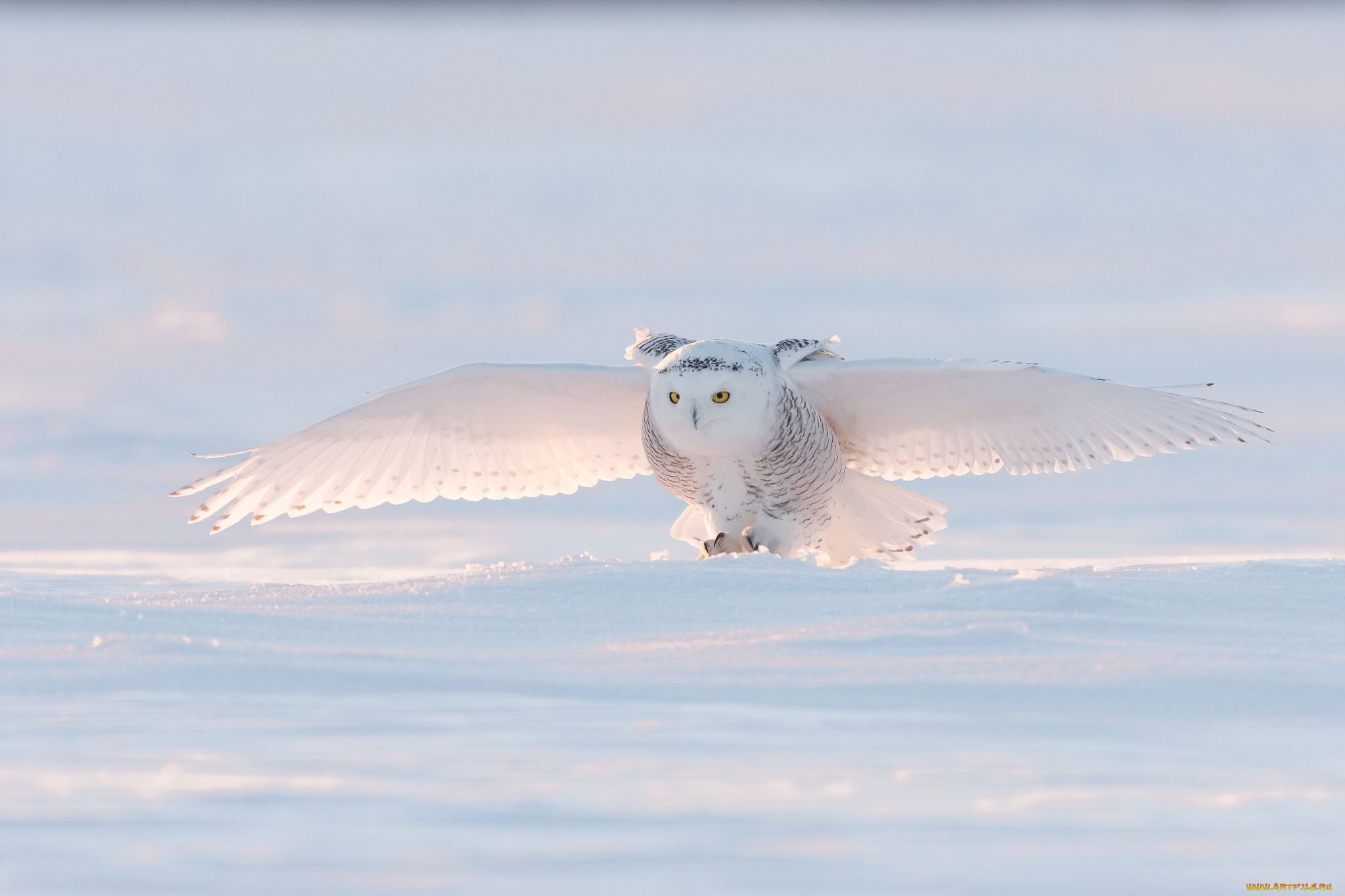 животные, совы, снег, сова