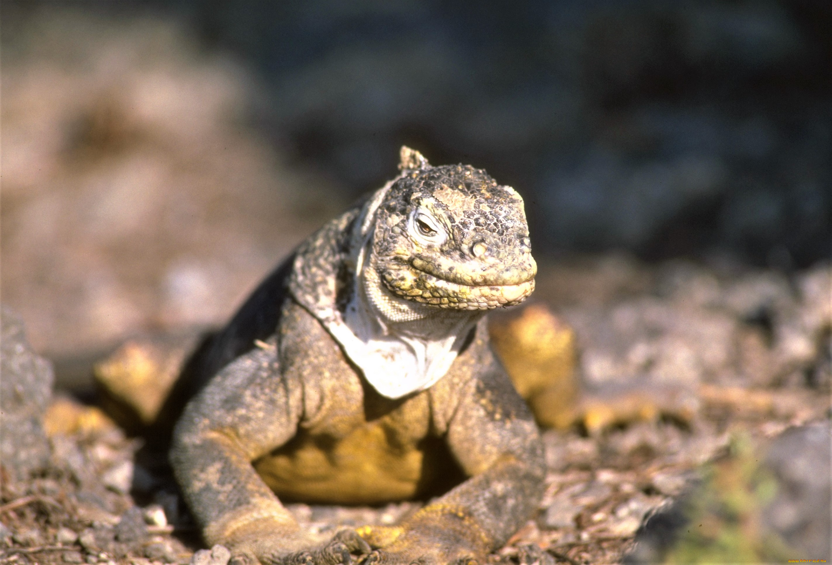 животные, Ящерицы, , игуаны, , вараны, игуана, ящерица