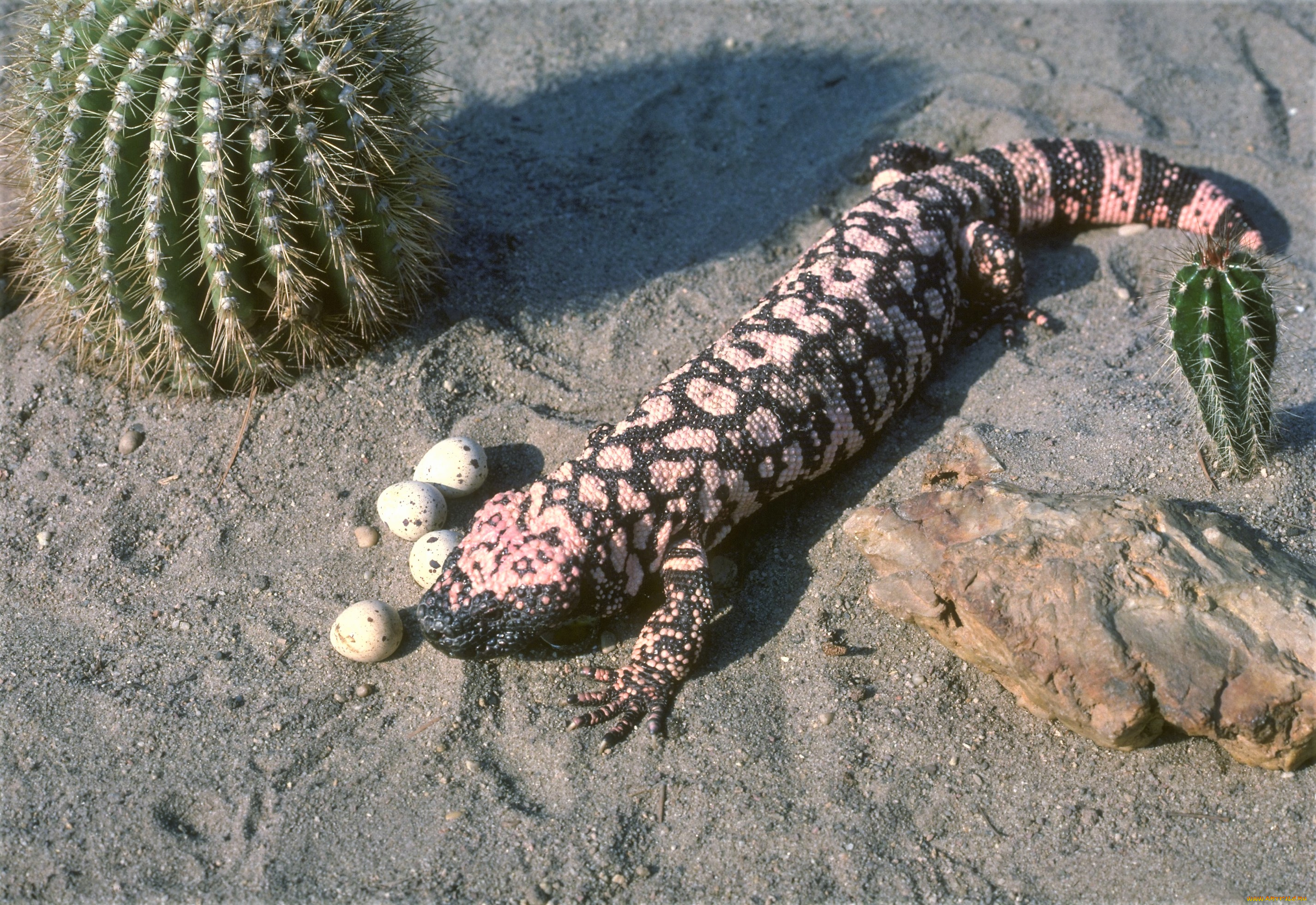 животные, Ящерицы, , игуаны, , вараны, яйца, камень, ящерица, песок, ядозуб, кактус