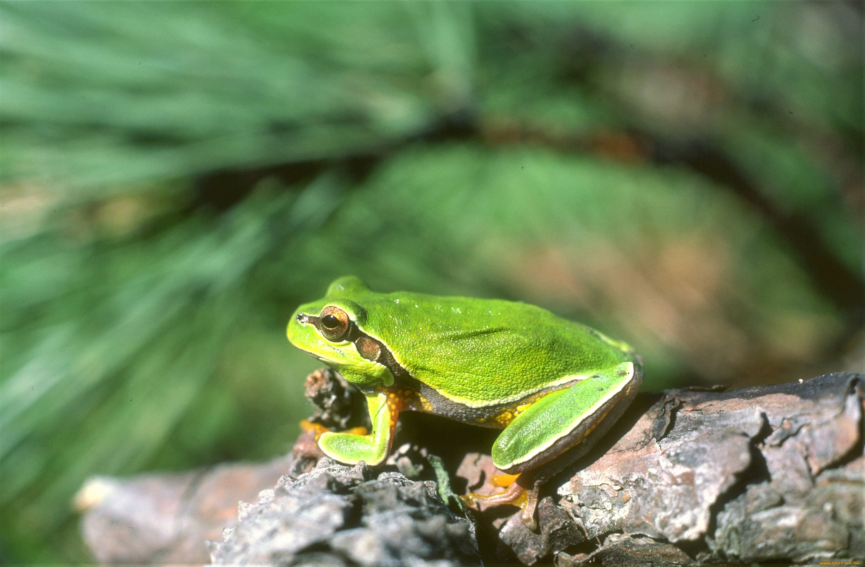 животные, лягушки, лягушка, зеленая, коряга