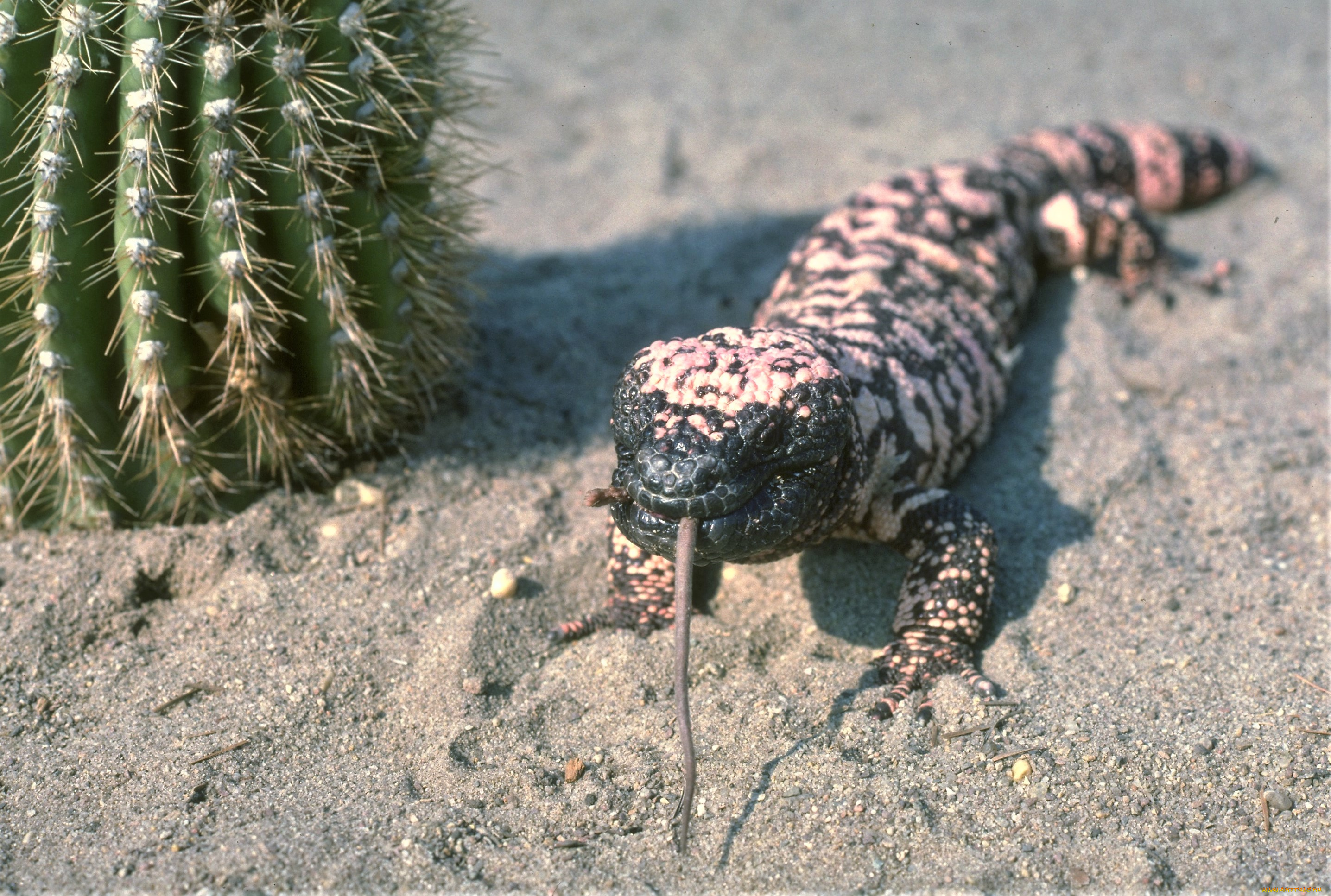 животные, Ящерицы, , игуаны, , вараны, кактус, язык, песок, ядозуб, ящерица