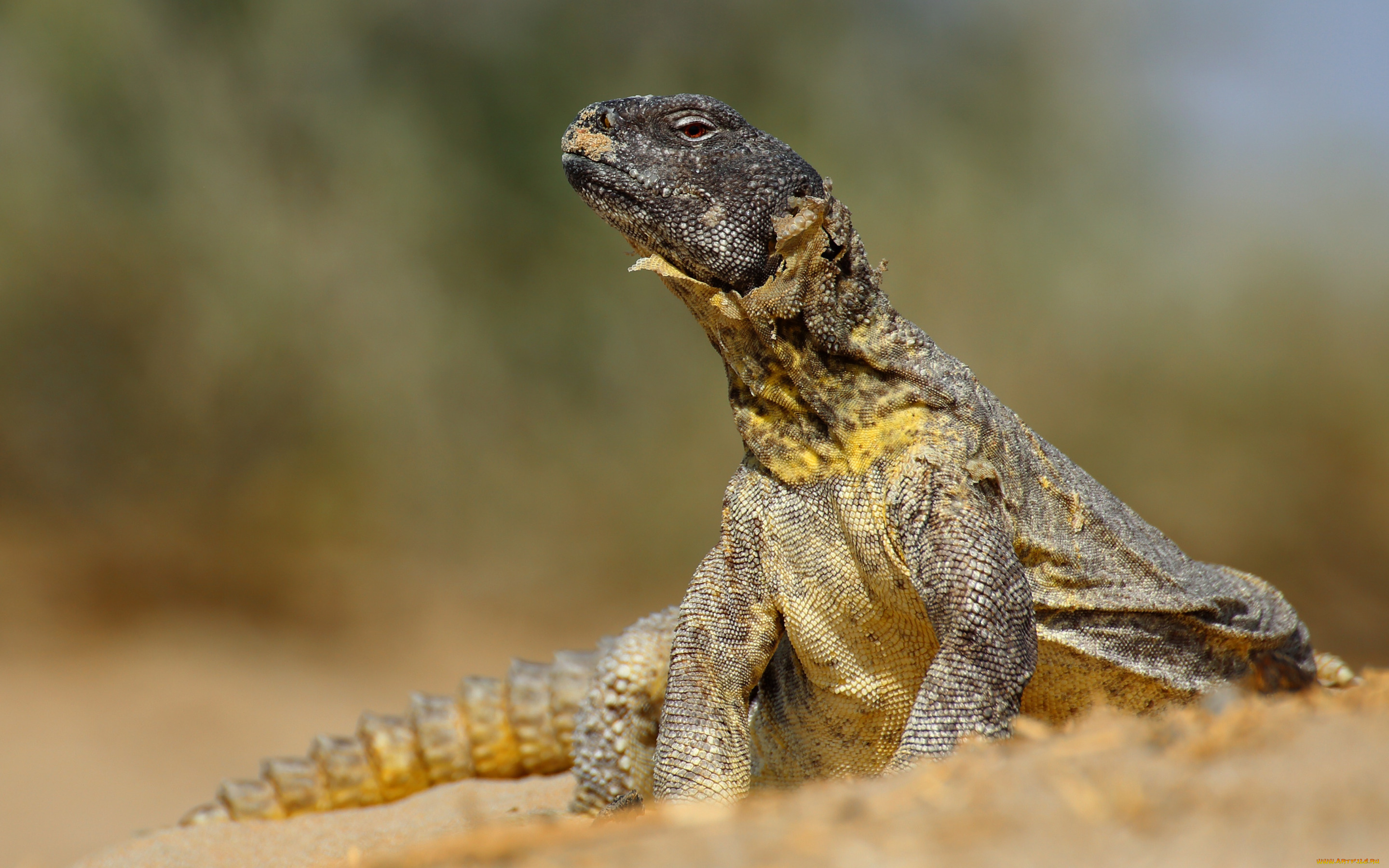 животные, Ящерицы, , игуаны, , вараны, игуана, ящерица