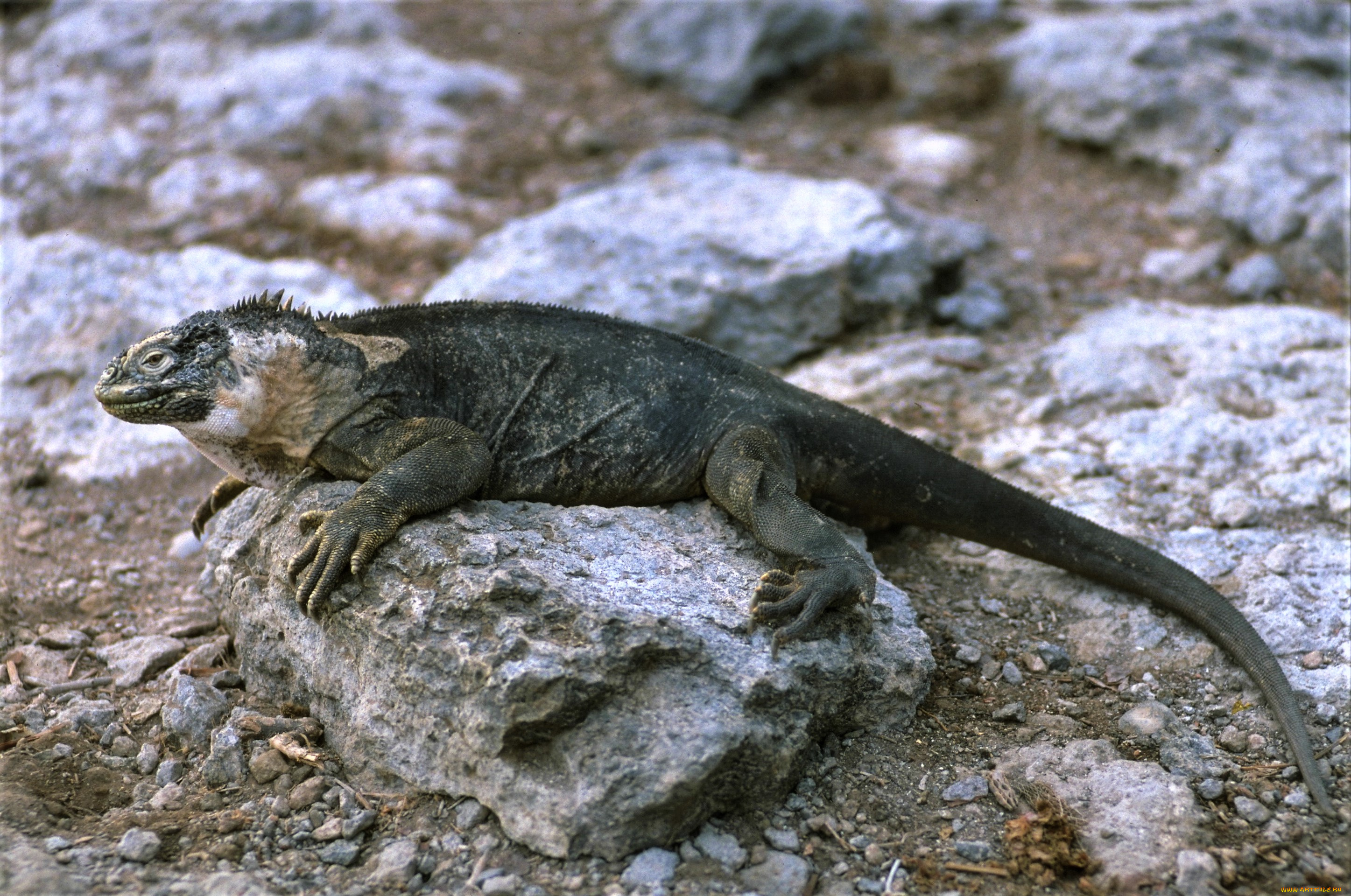 животные, Ящерицы, , игуаны, , вараны, ящерица, игуана, камни