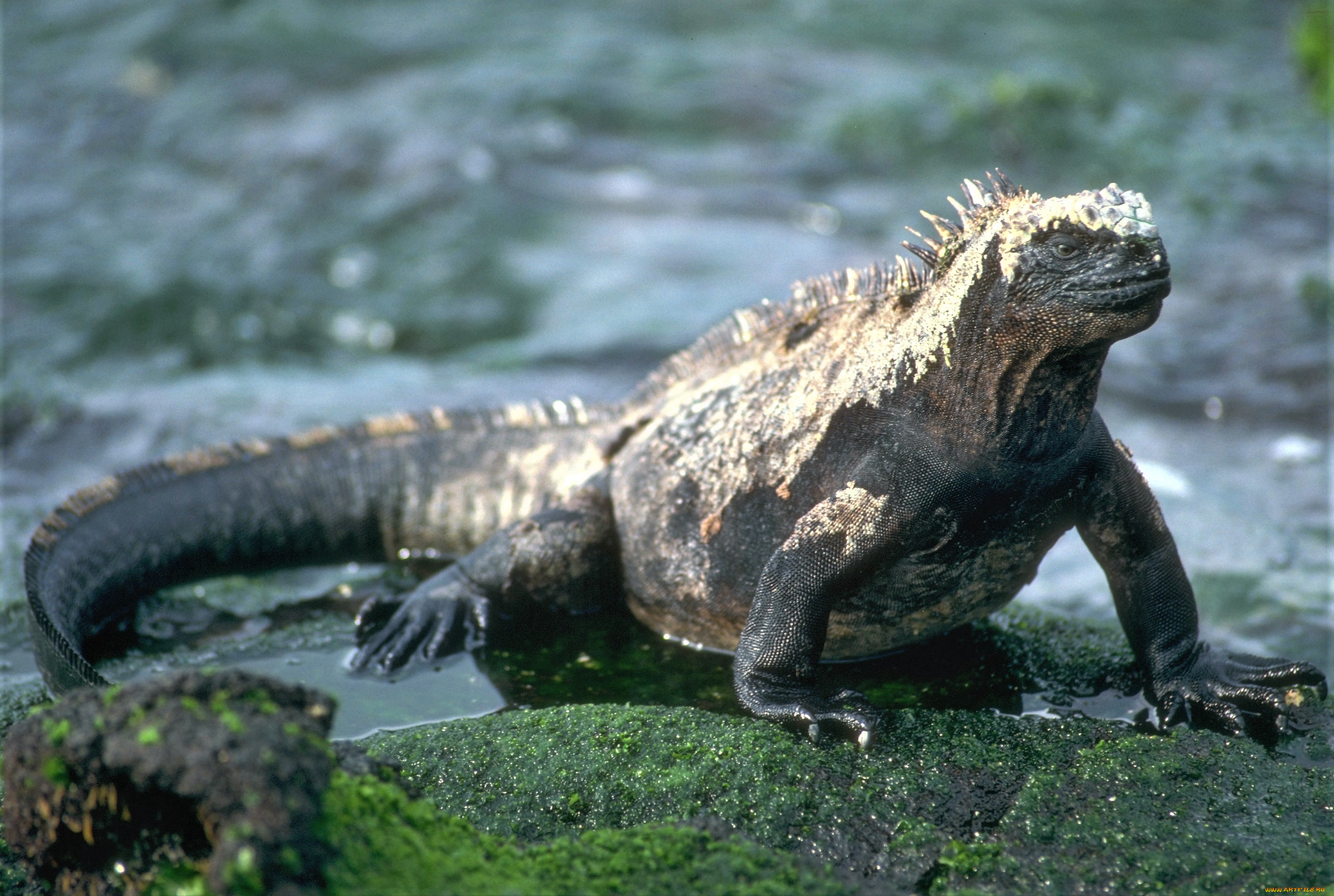животные, Ящерицы, , игуаны, , вараны, лужи, игуана, ящерица, камни