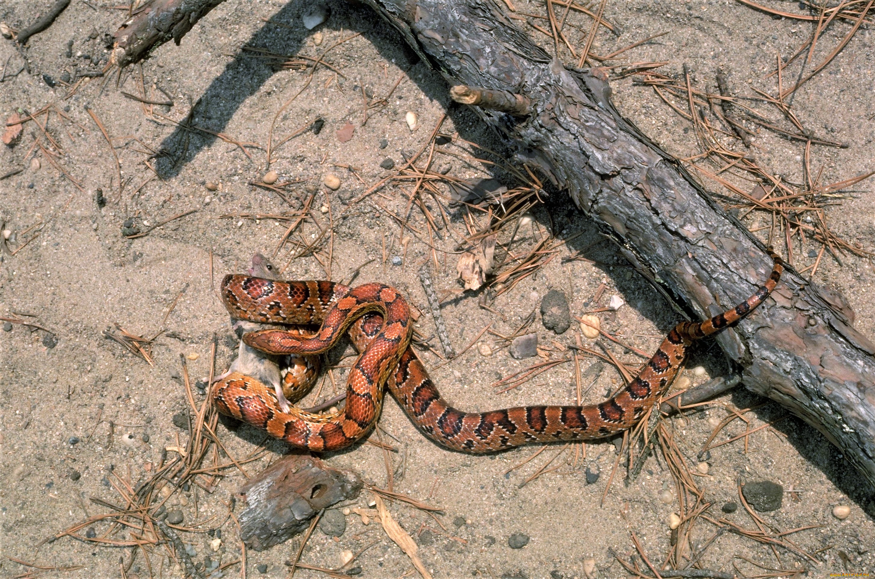 животные, змеи, , питоны, , кобры, добыча, змея, хвоя, бревно