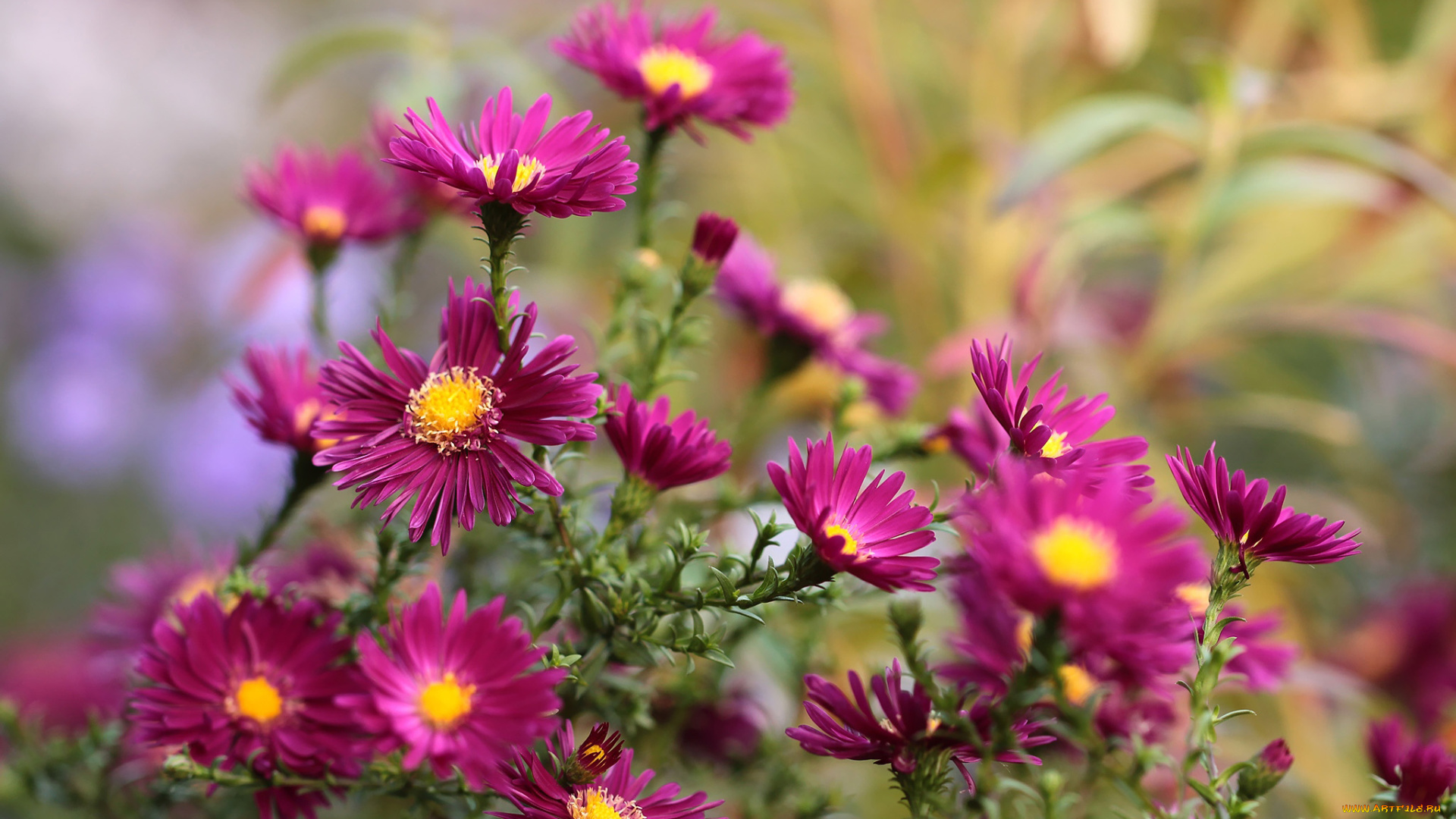 цветы, астры, куст