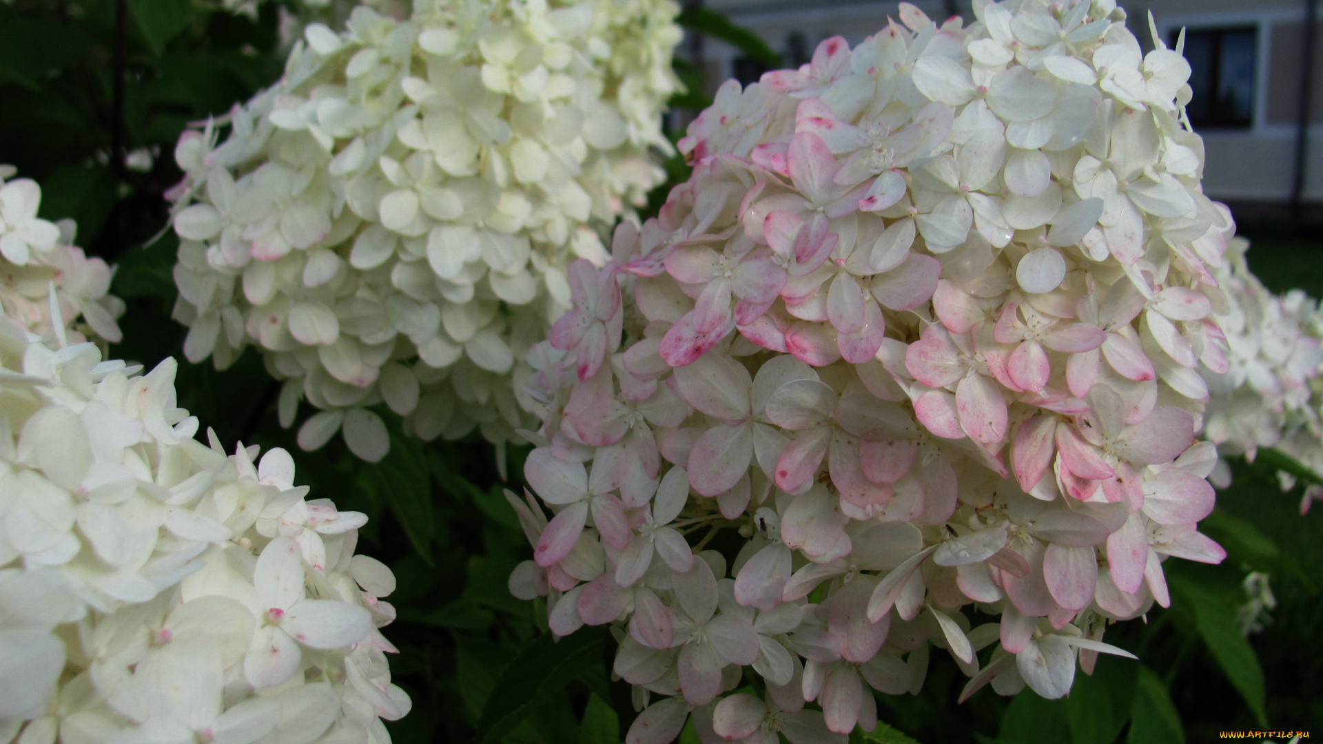 цветы, калина, , бульдонеж, куст