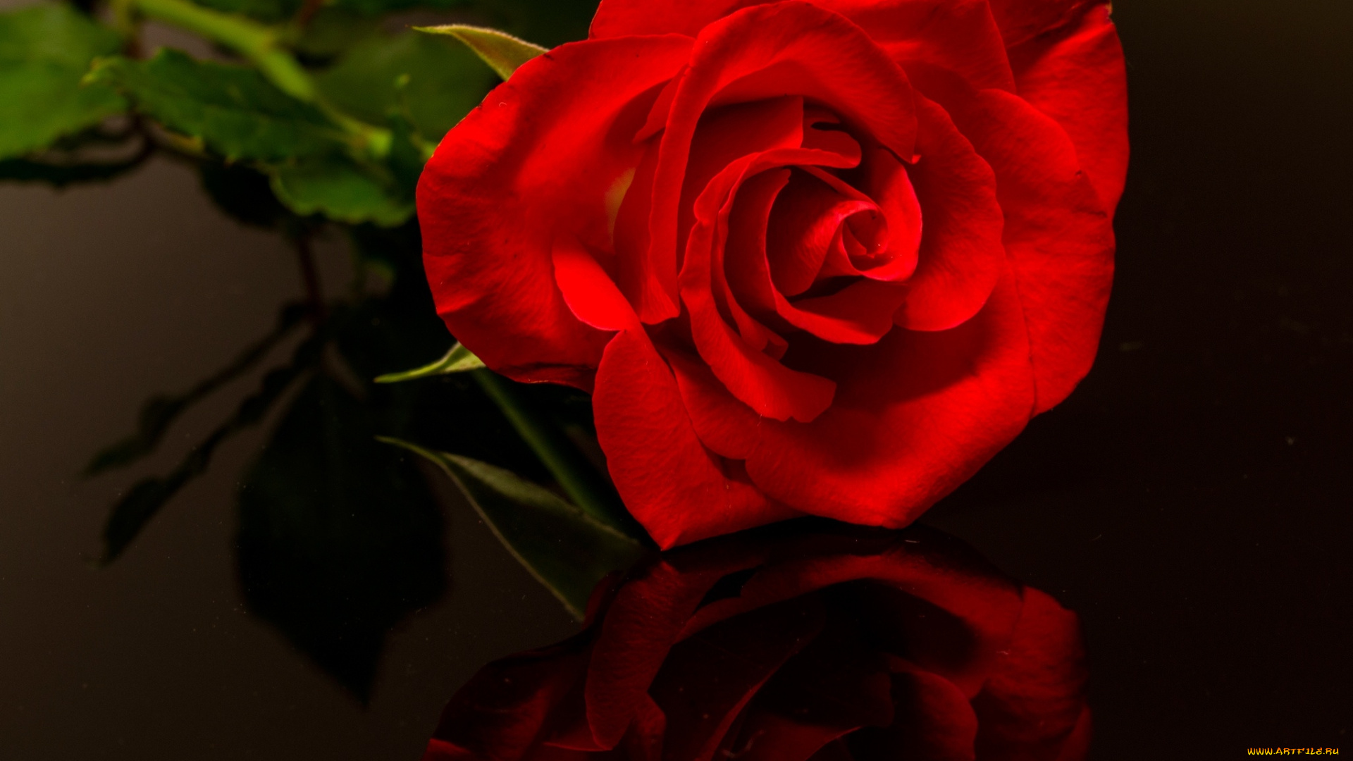 цветы, розы, алая, роза, бутон, отражение