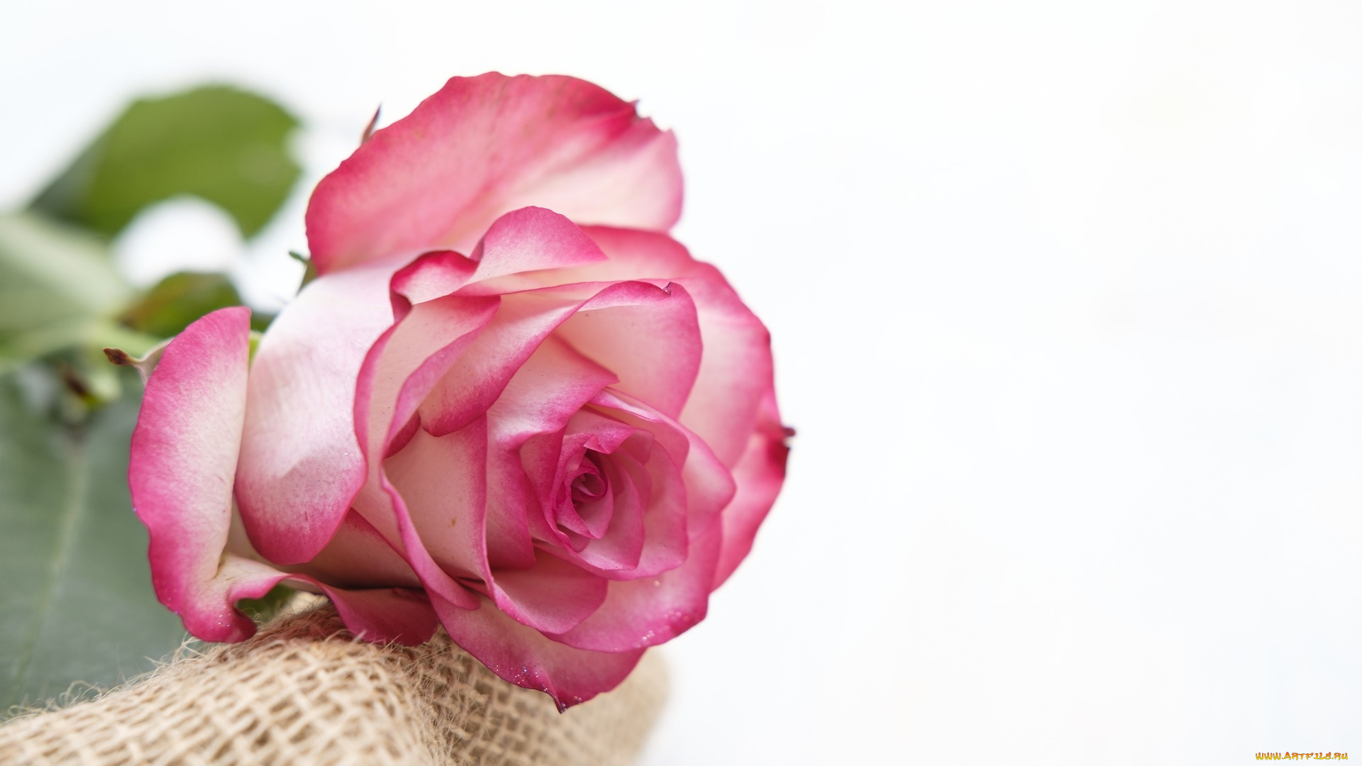 цветы, розы, розовая, роза, бутон