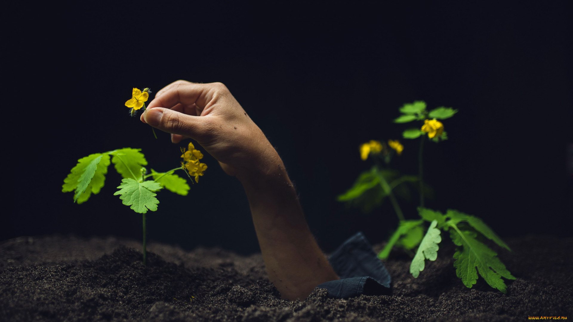 разное, руки, , ноги, грунт, рука, цветы