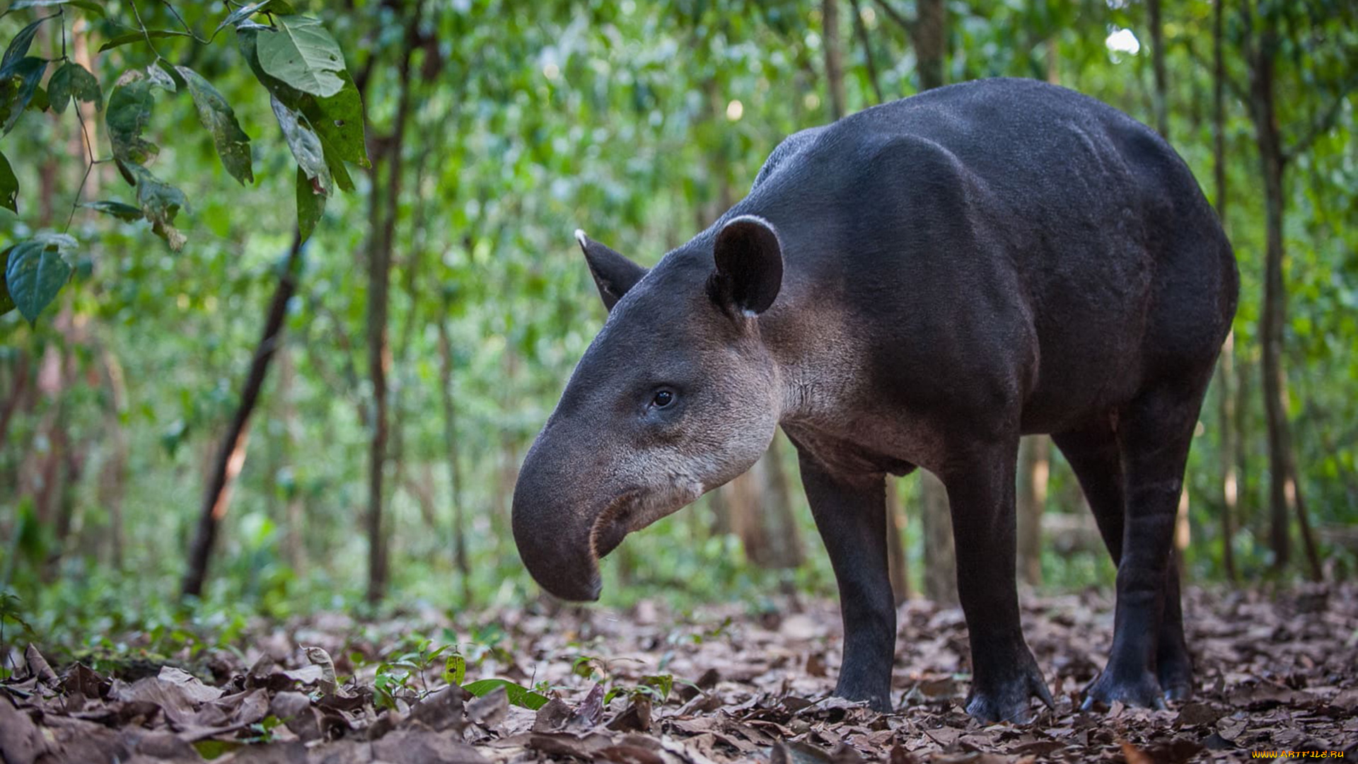 тапир, животные, тапиры, непарнокопытные, млекопитающие, тапировые
