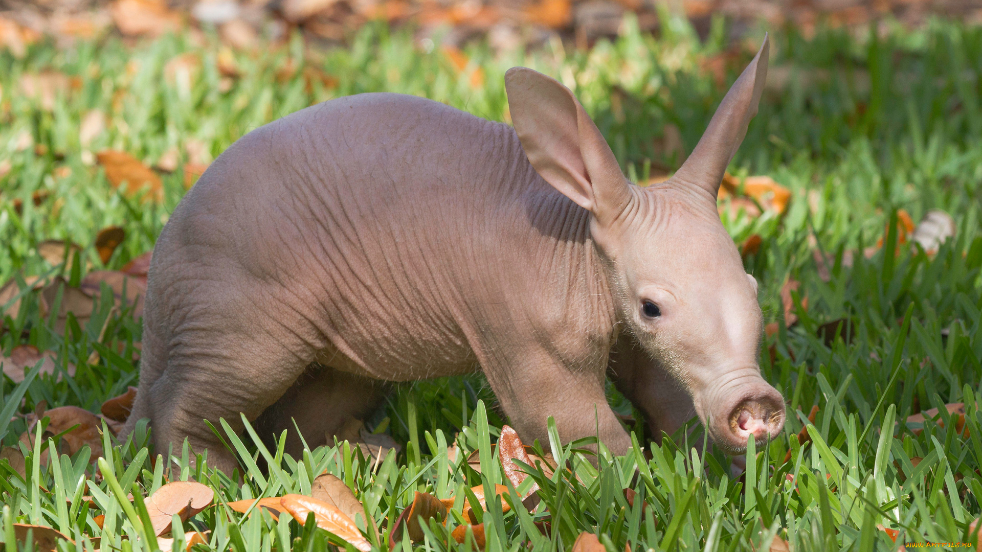 трубкозуб, животные, -, другое, африка, млекопитающее, трубкозубы, трубкозубовые, земляная, свинья
