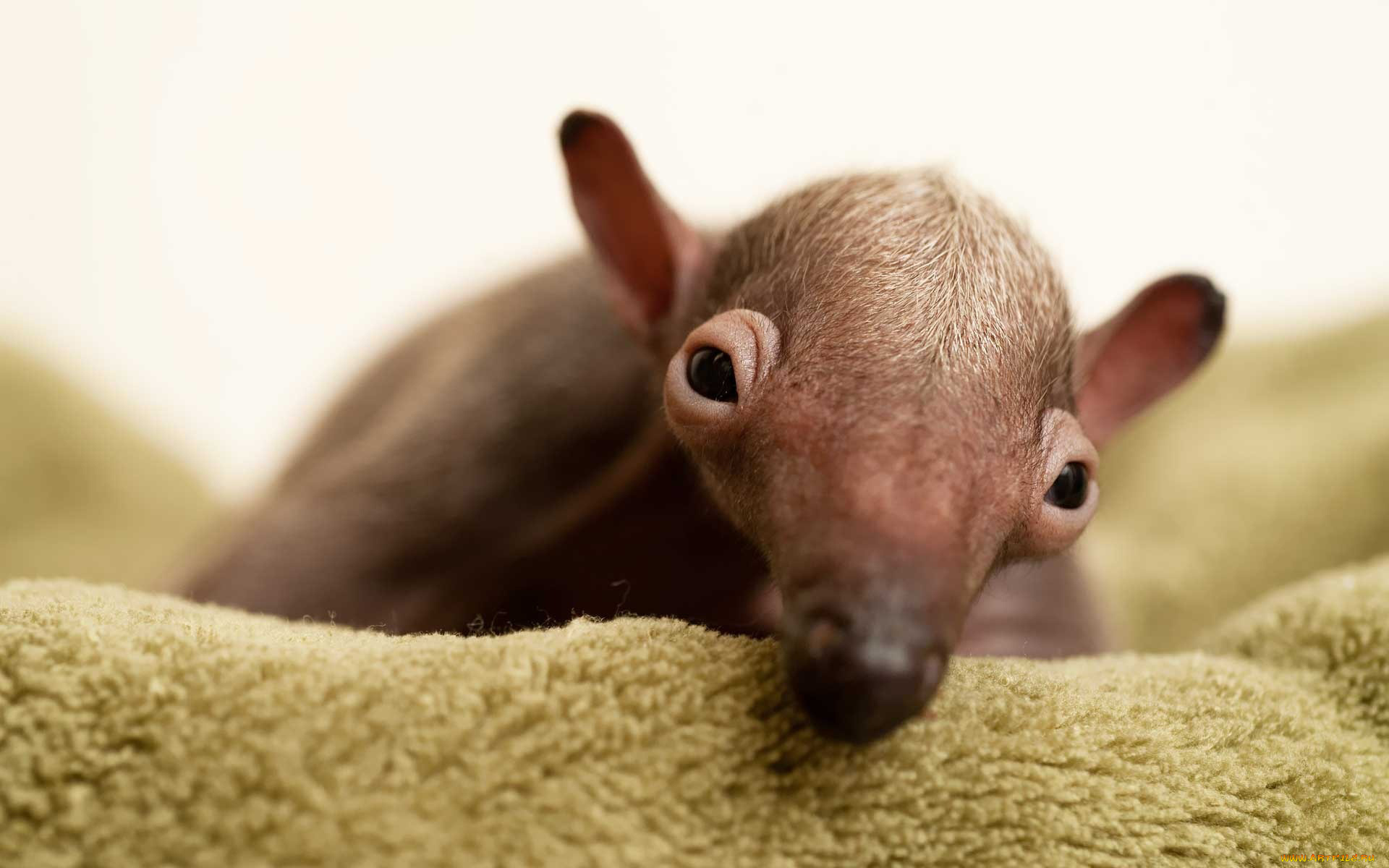 муравьед, животные, муравьеды, детёныш, млекопитающие, неполнозубые