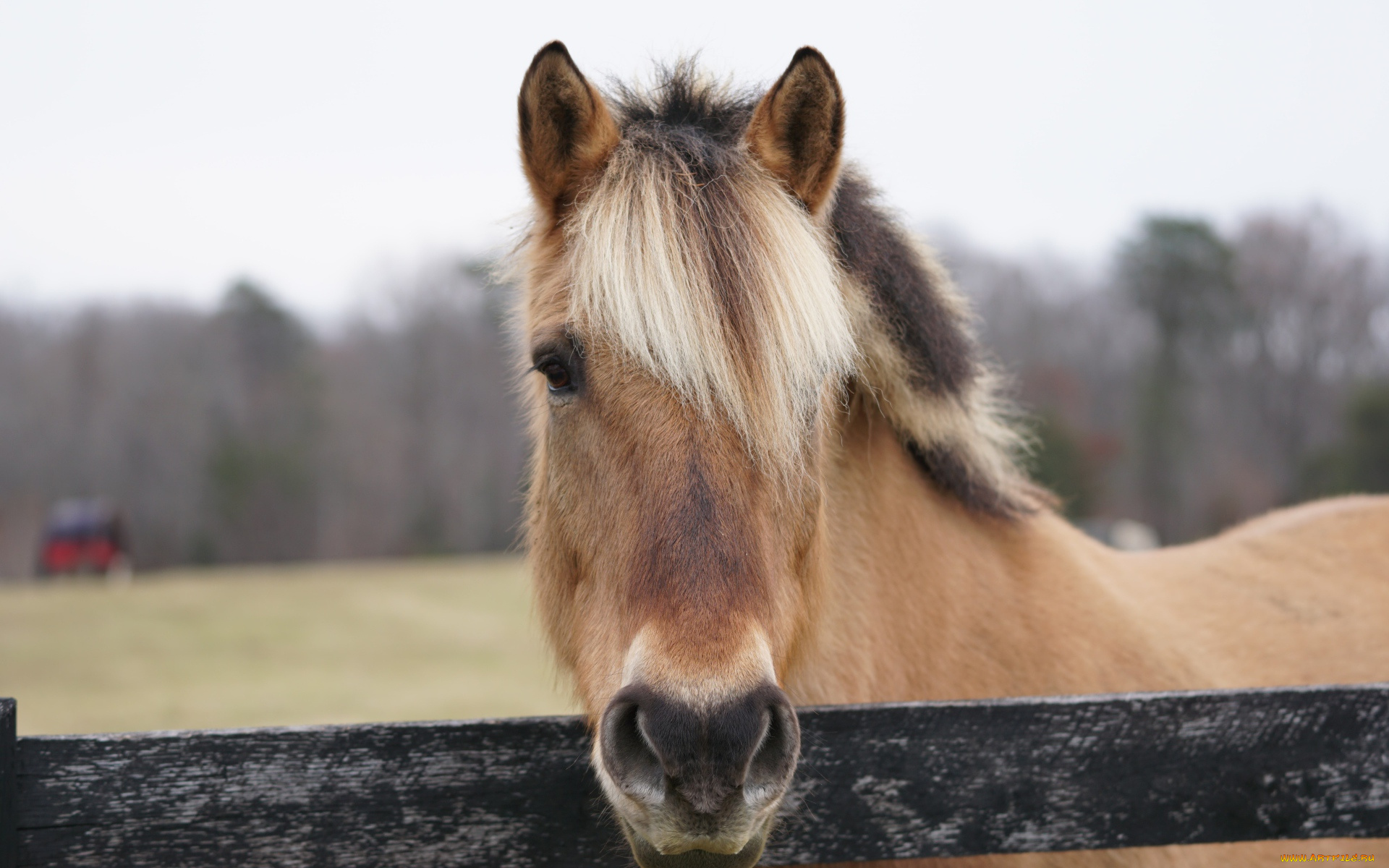 животные, лошади, лошадь, голова, загон