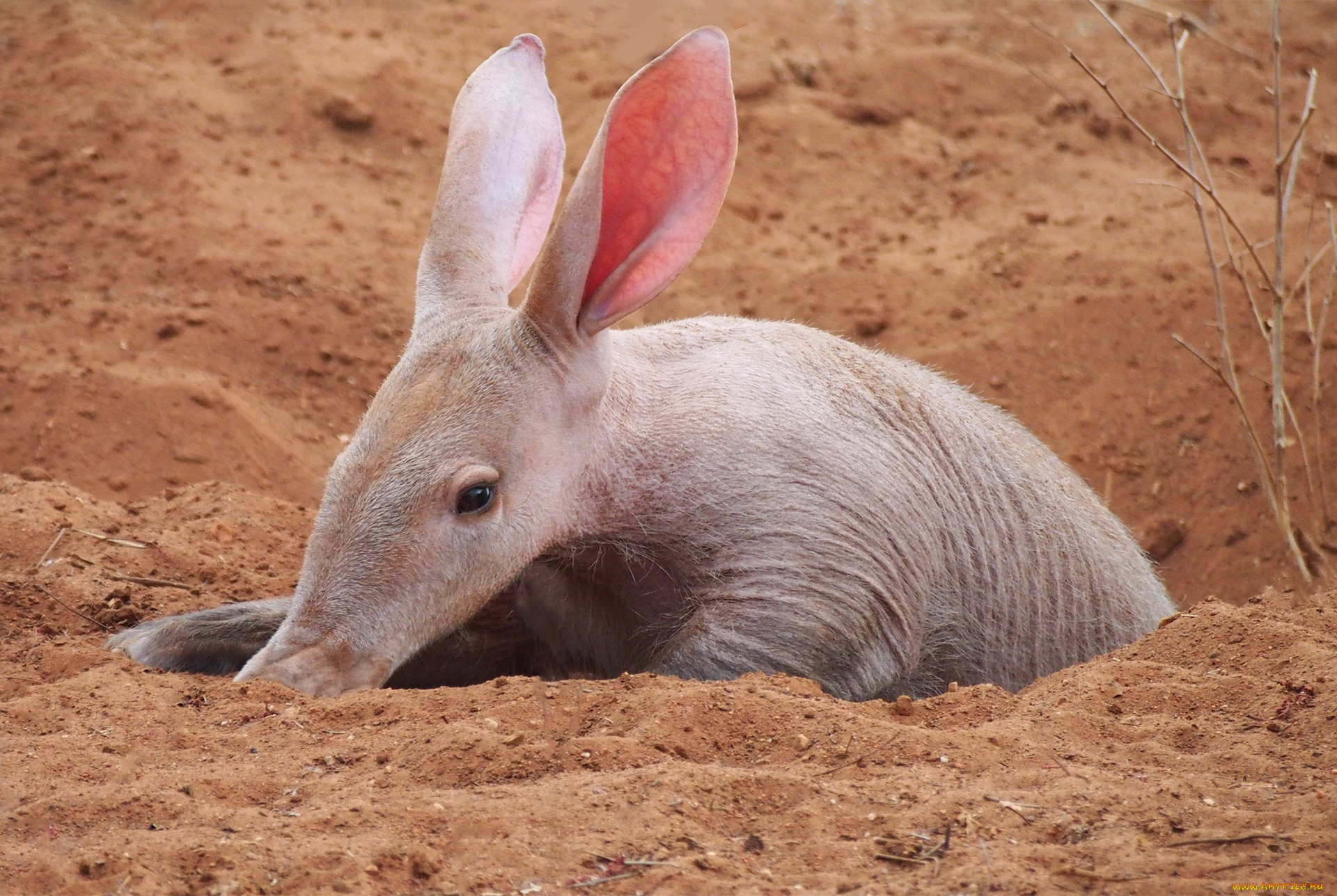 трубкозуб, животные, -, другое, африка, млекопитающее, трубкозубы, трубкозубовые, земляная, свинья