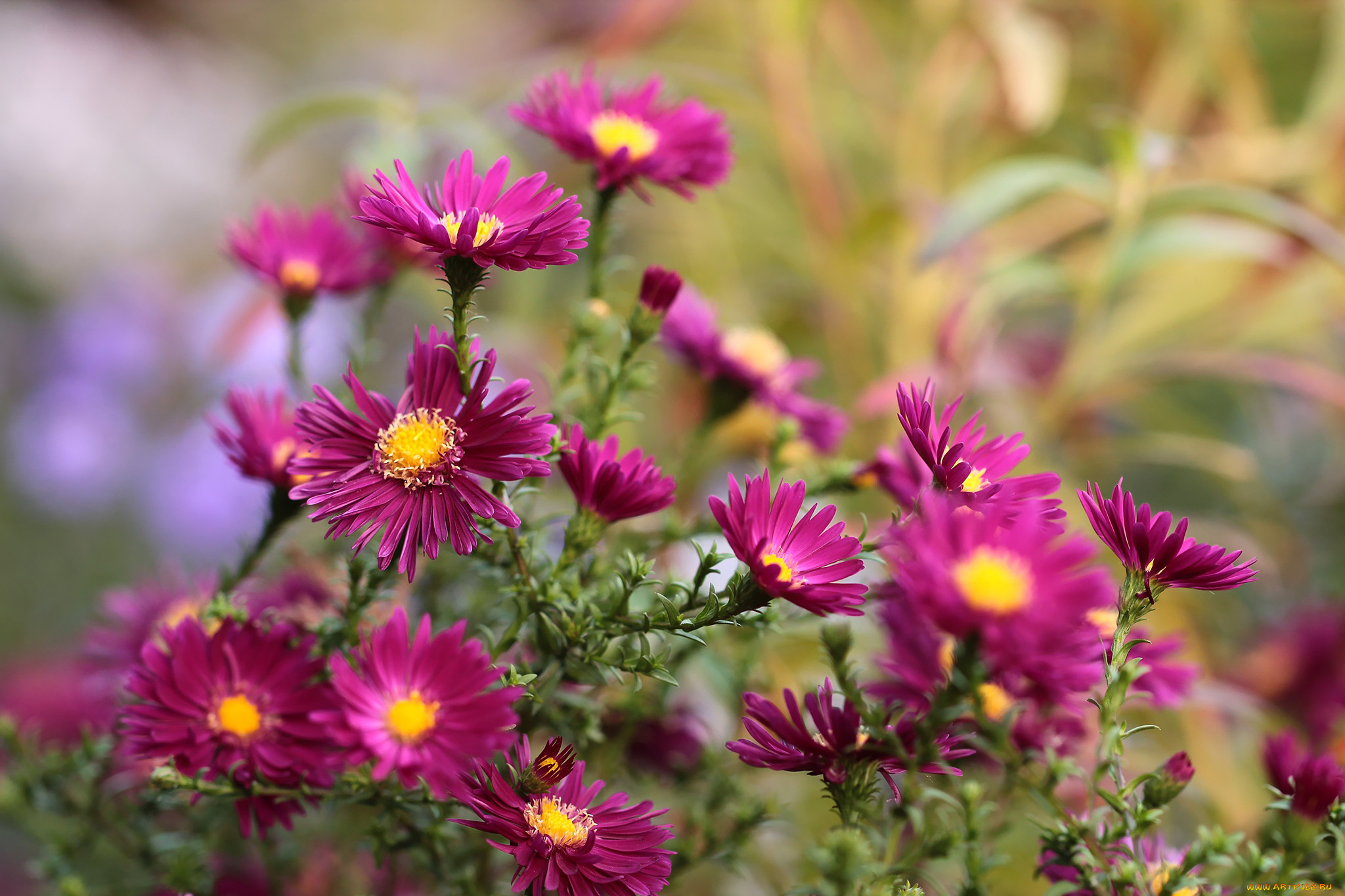 цветы, астры, куст