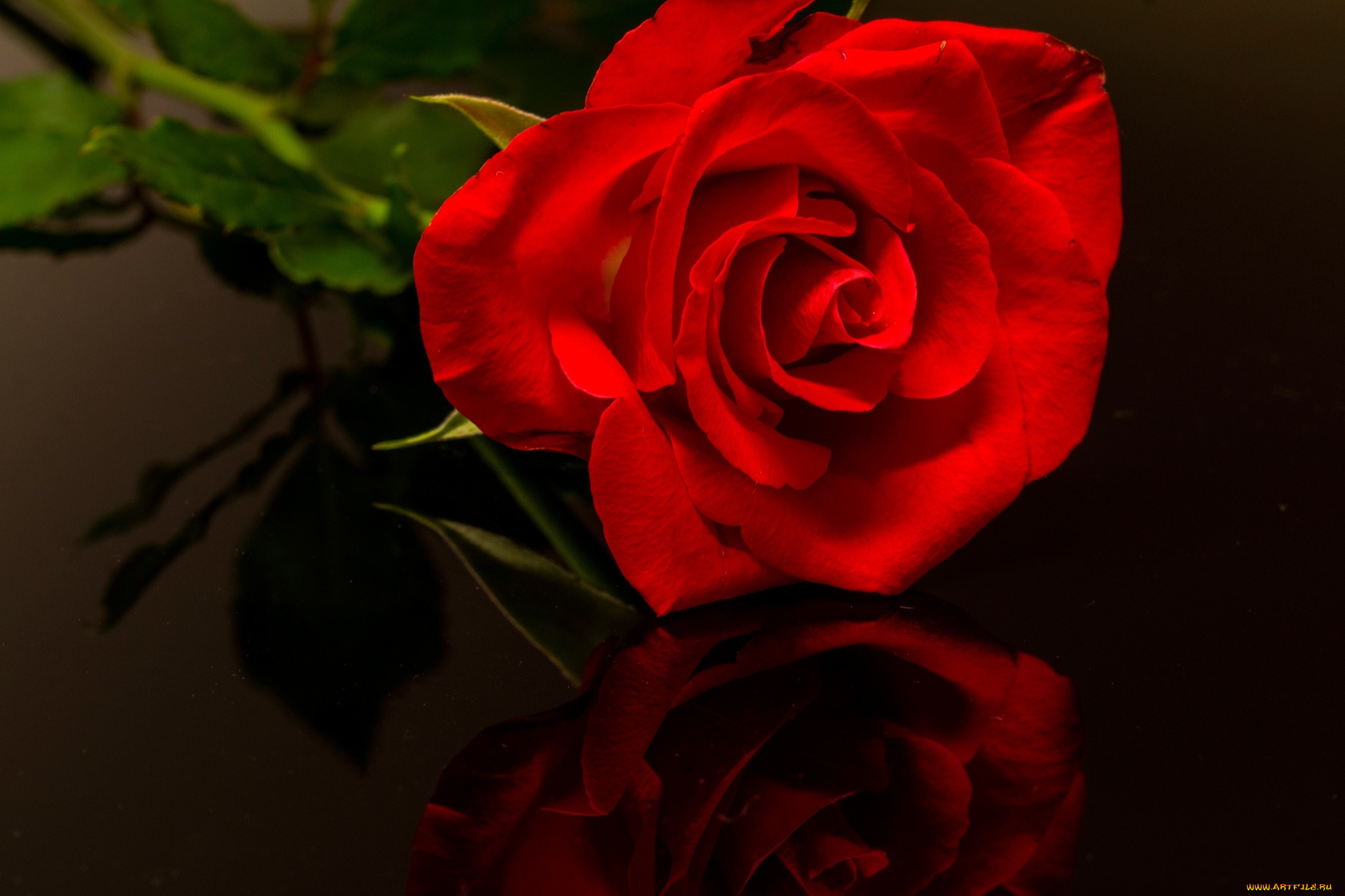 цветы, розы, алая, роза, бутон, отражение