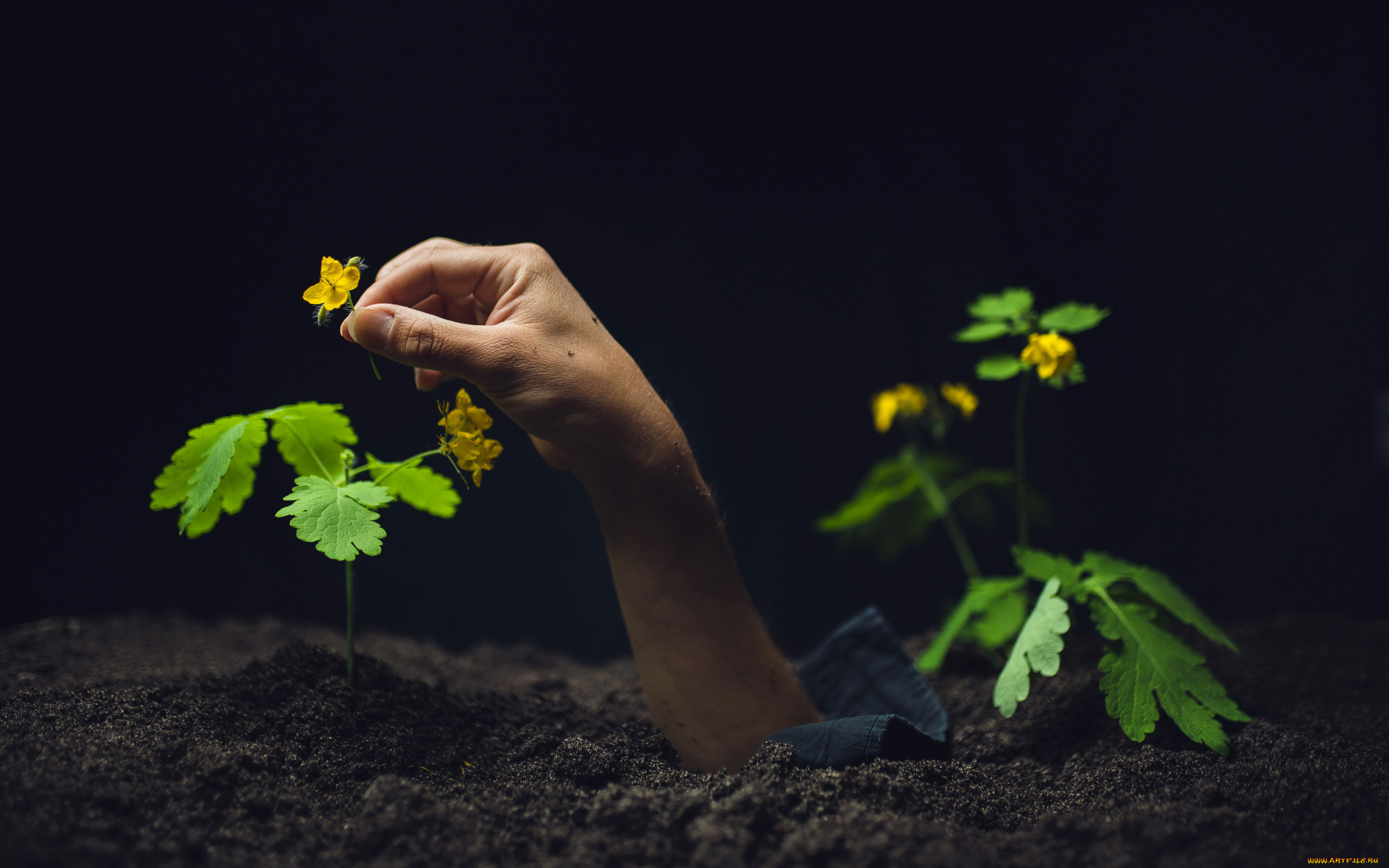 разное, руки, , ноги, грунт, рука, цветы