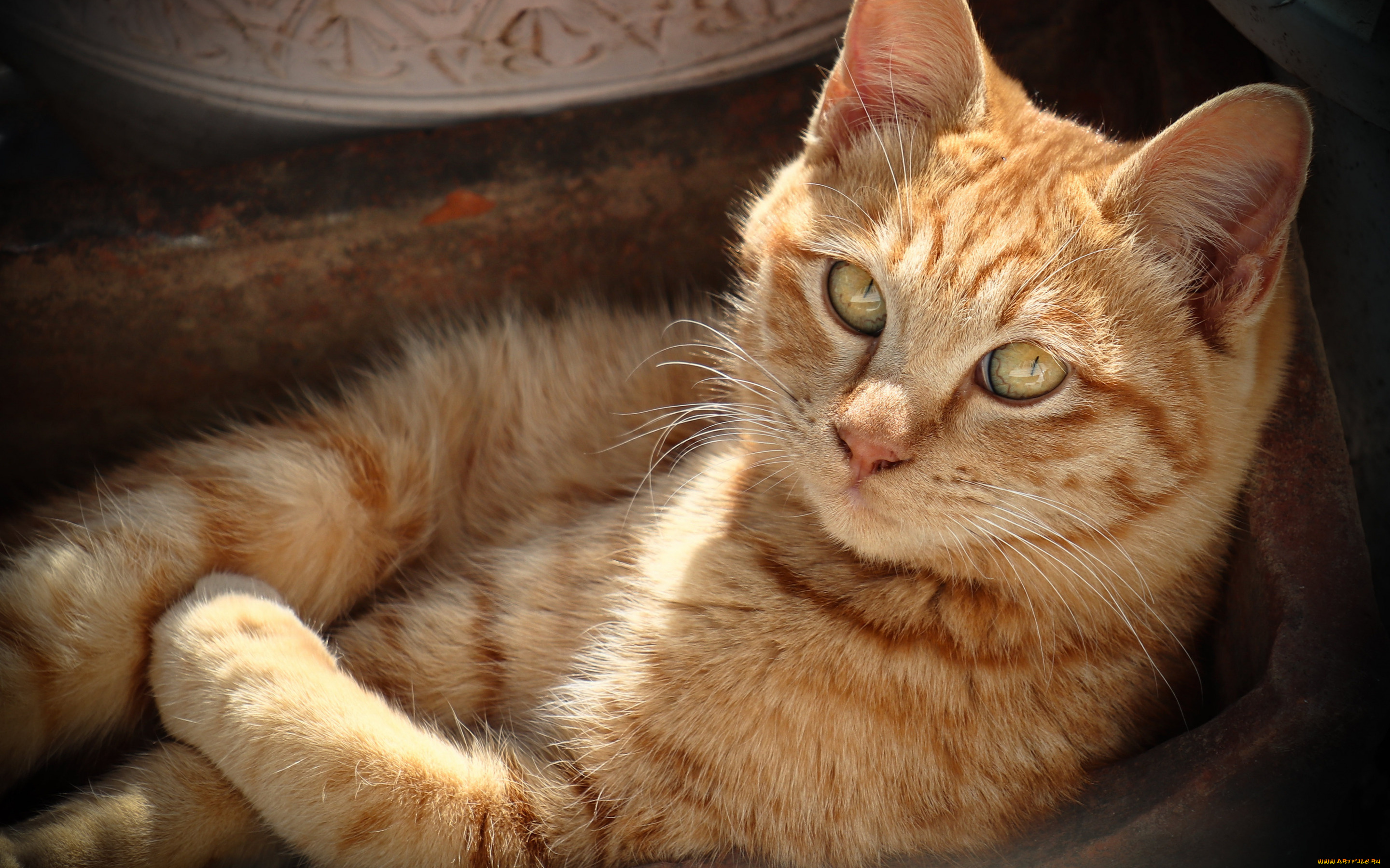 животные, коты, котейка