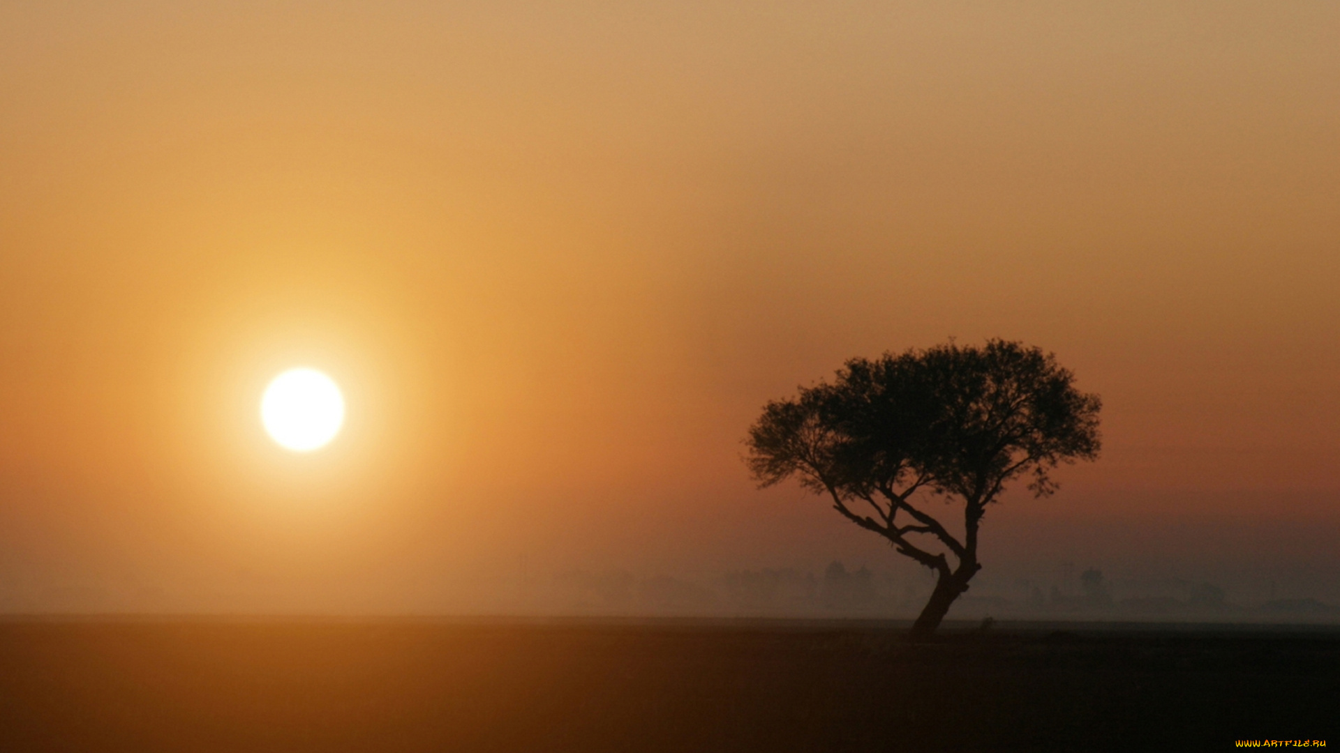природа, деревья, дерево, саванна, солнце, восход