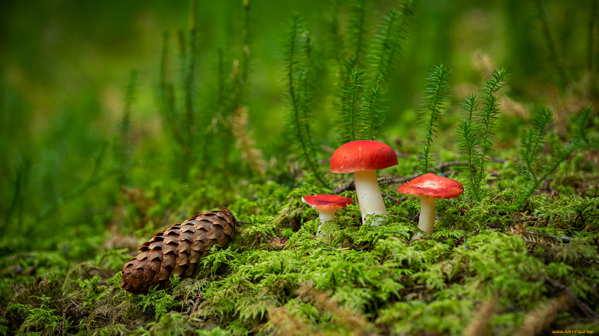 природа, грибы, грибная, семейка