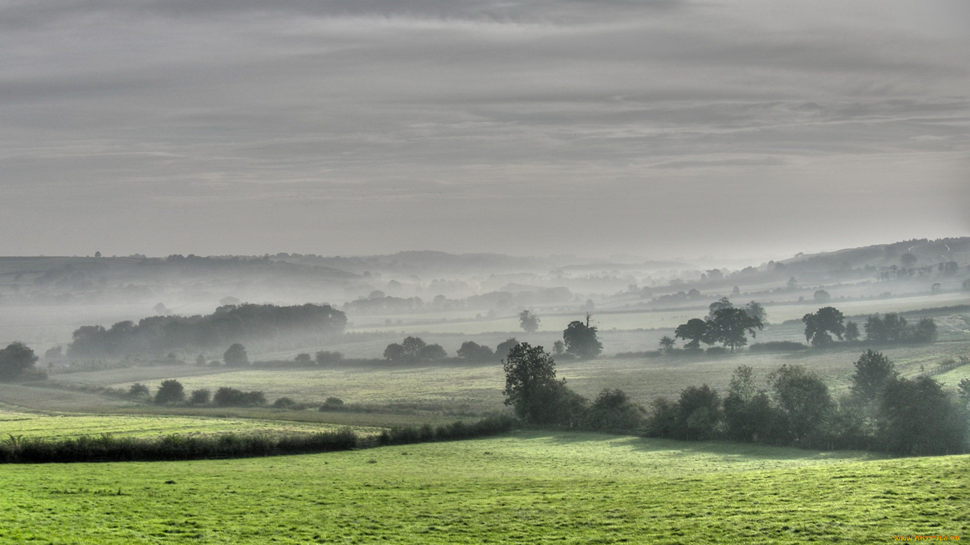 природа, поля, деревья, туман