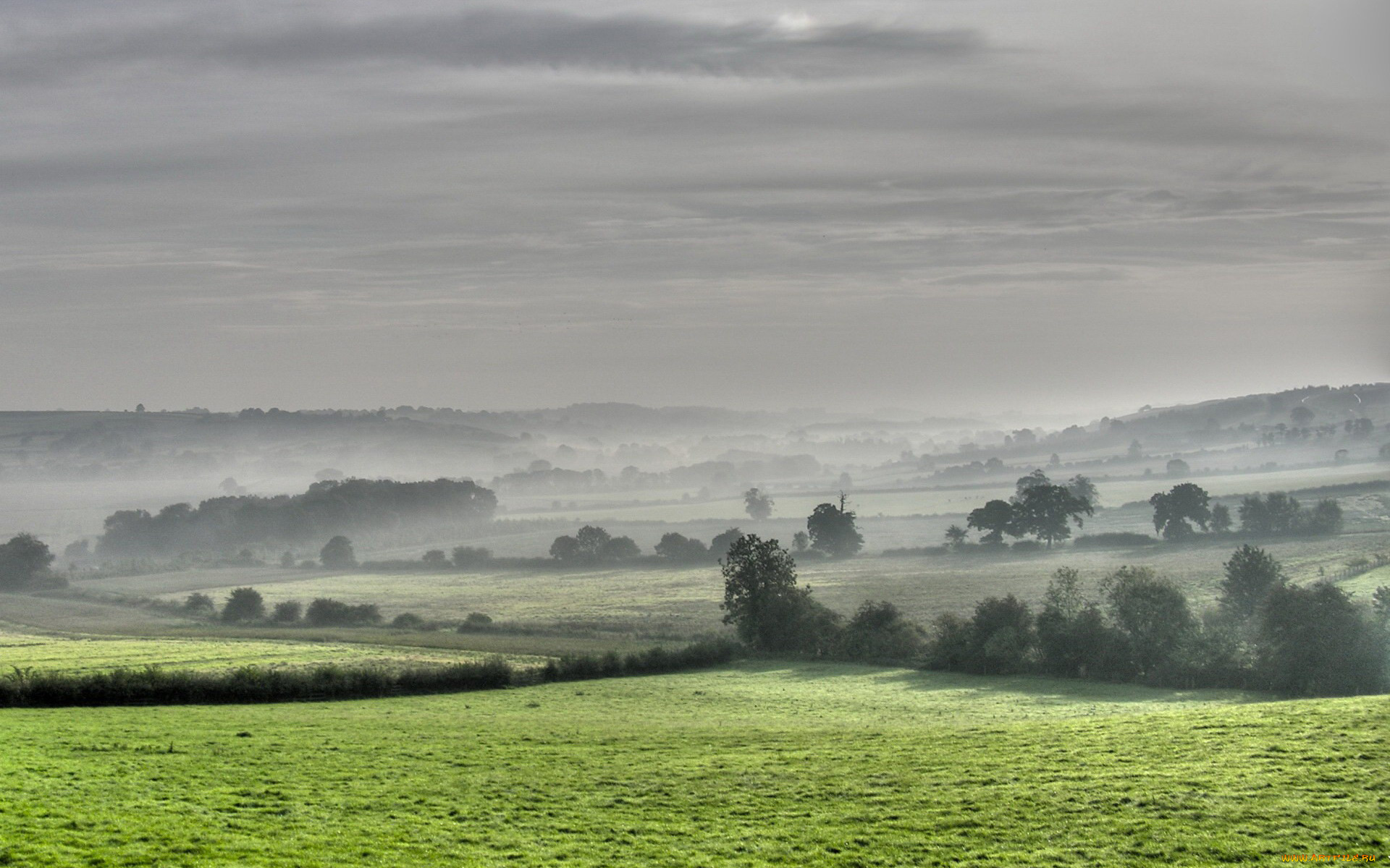 природа, поля, деревья, туман