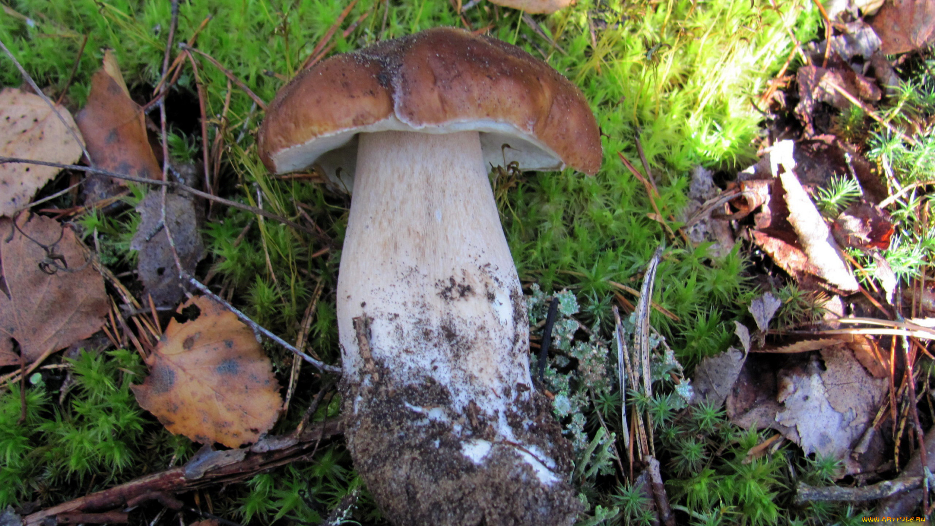 еда, грибы, , грибные, блюда, боровик