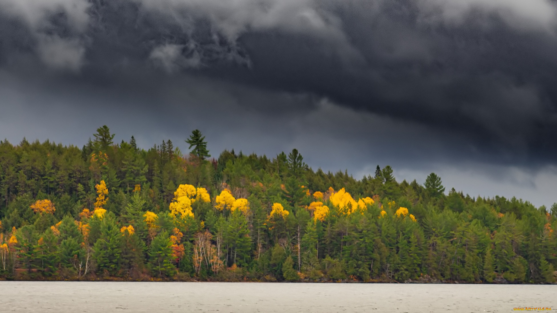 природа, лес, осень