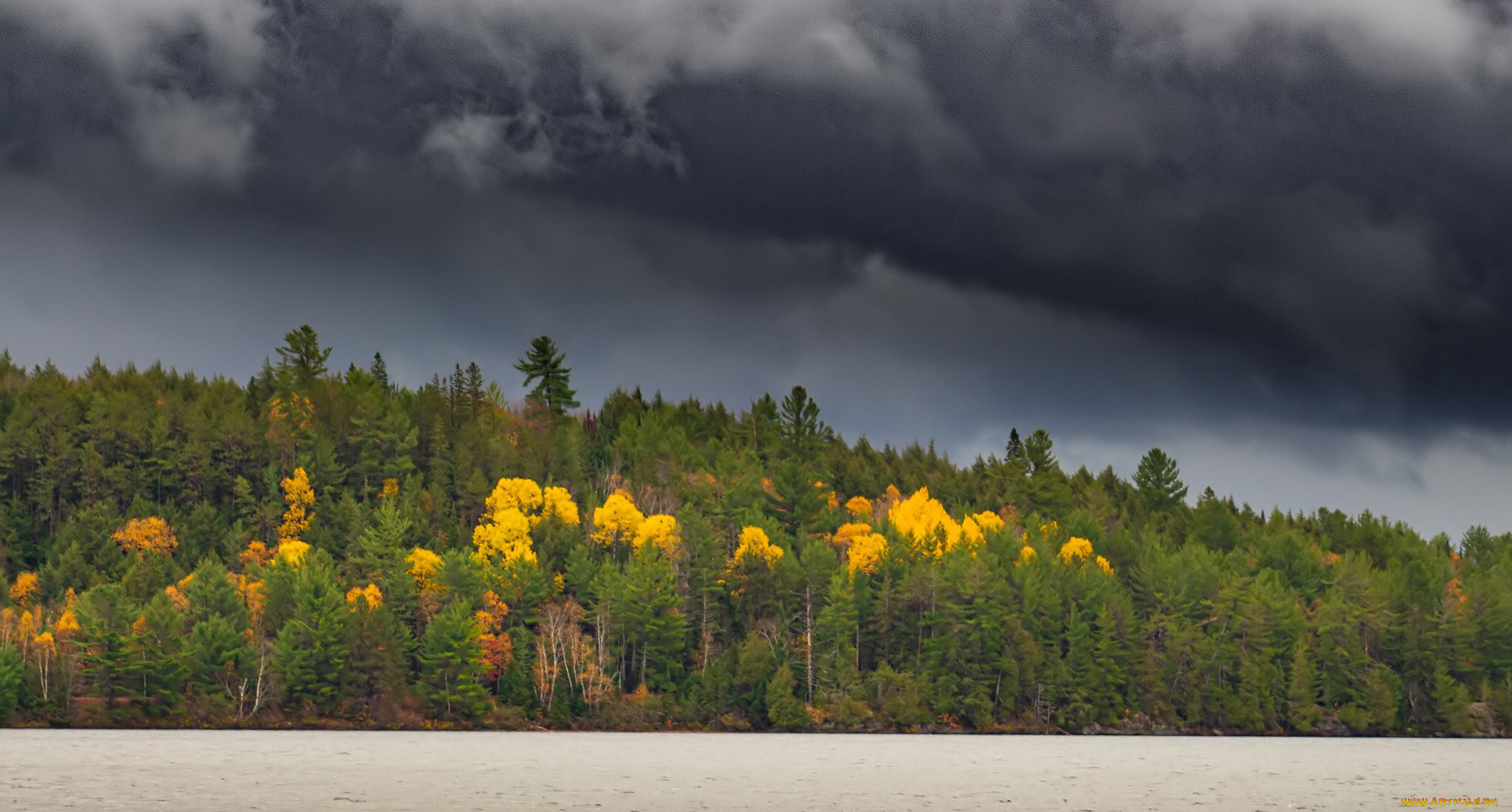 природа, лес, осень