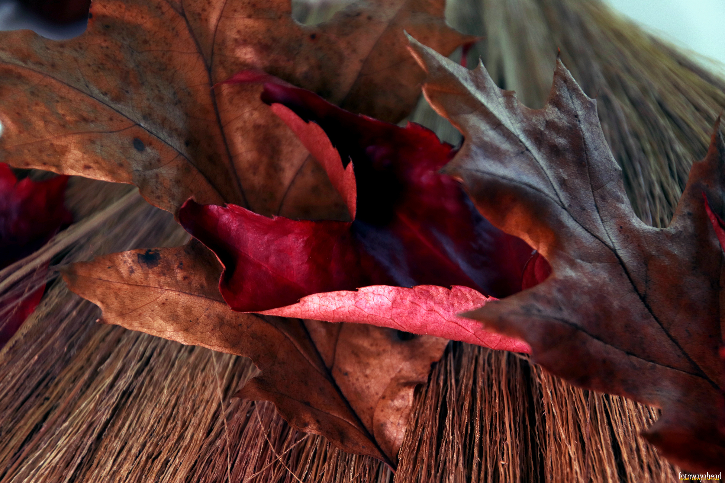 природа, листья