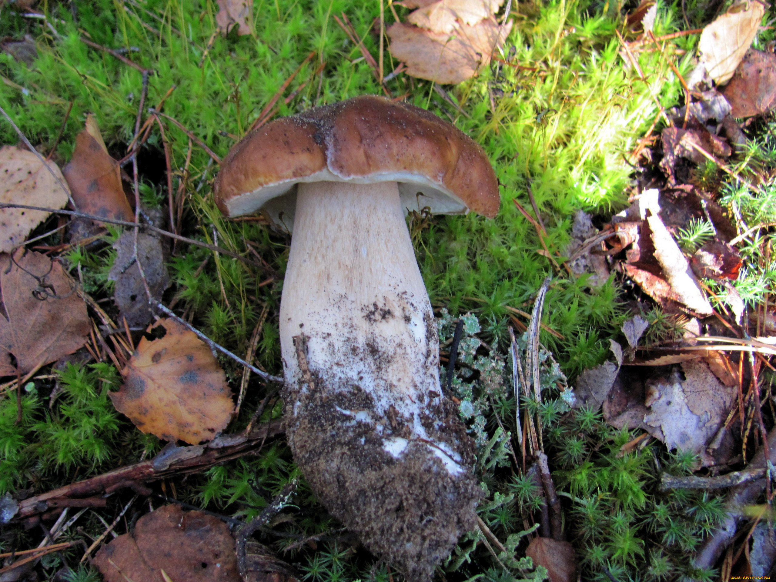 еда, грибы, , грибные, блюда, боровик