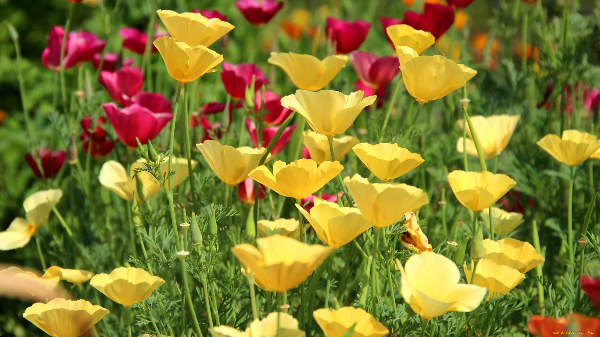 цветы, эшшольция, , калифорнийский, мак