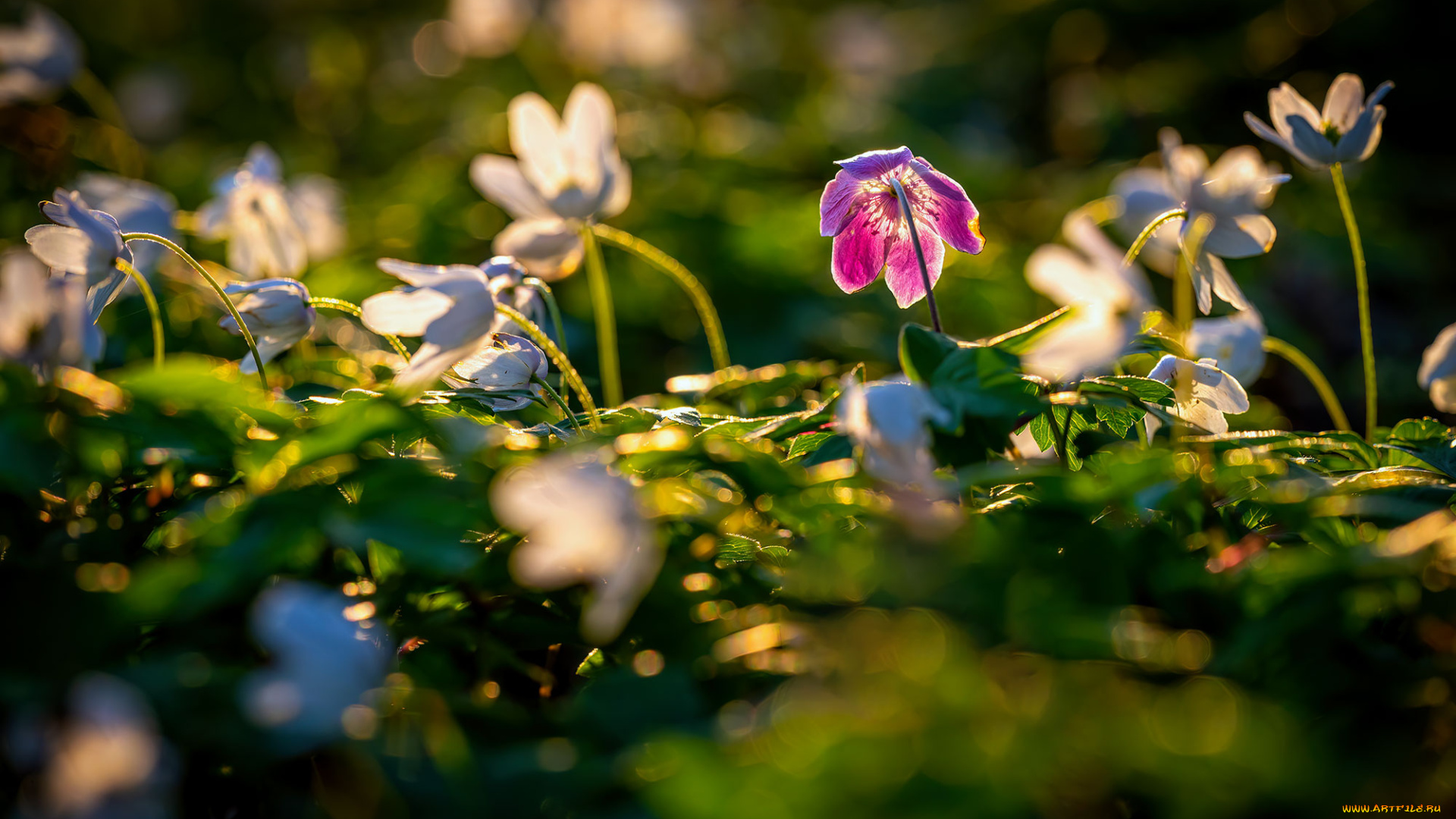 цветы, геллеборус, , морозник, цветок