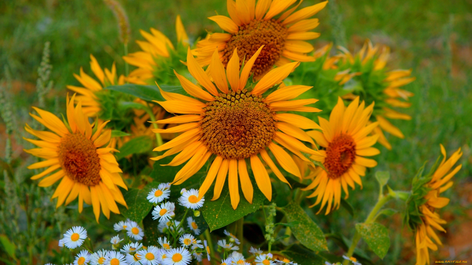цветы, подсолнухи
