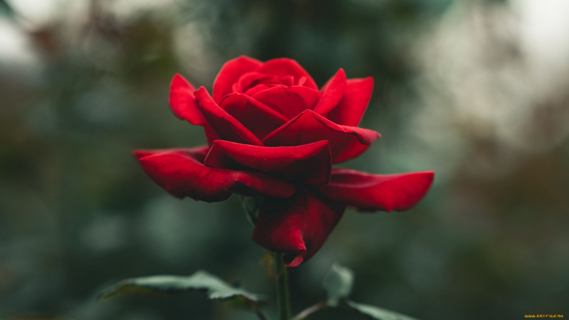 цветы, розы, красная, роза