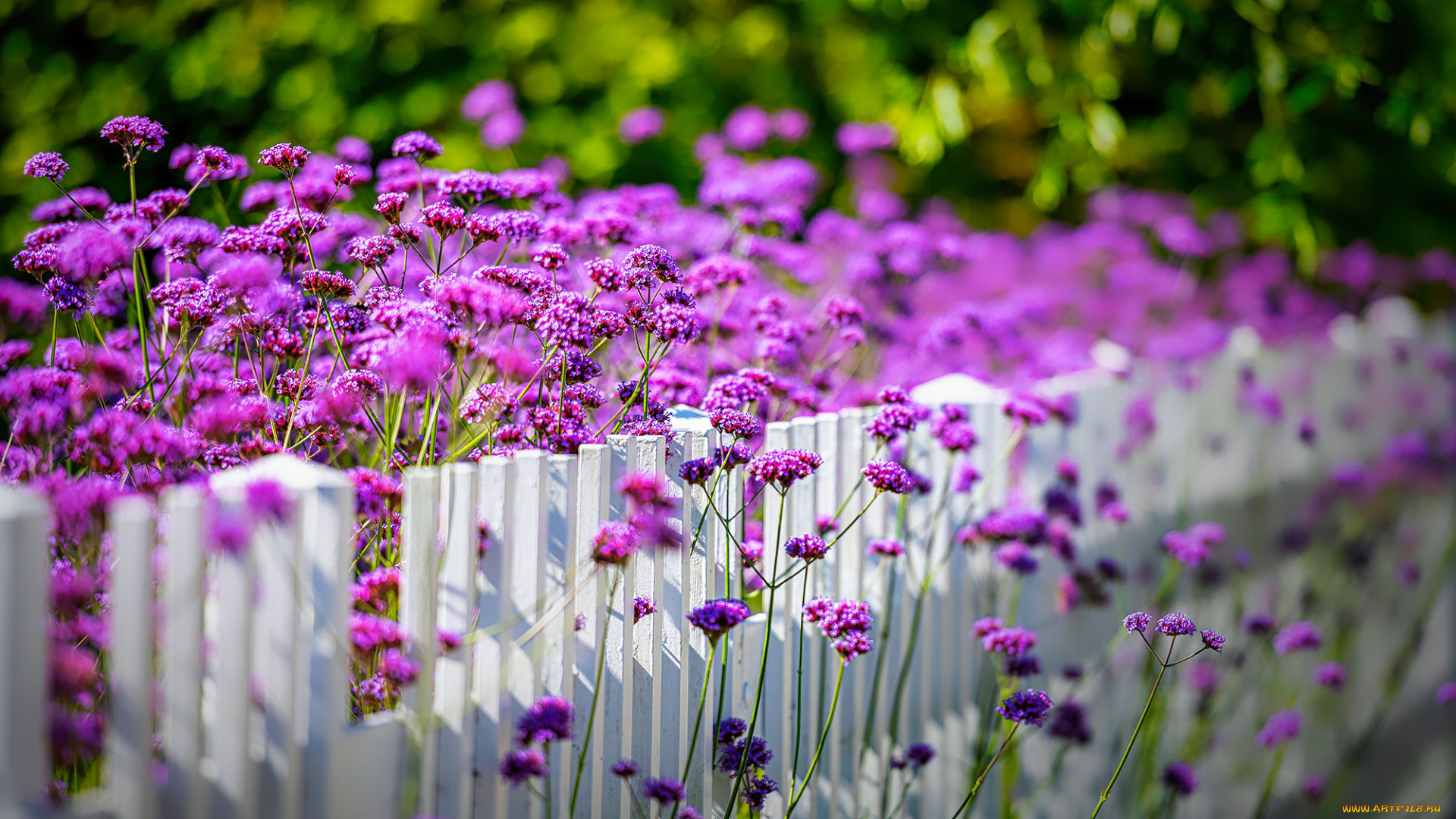 цветы, вербена