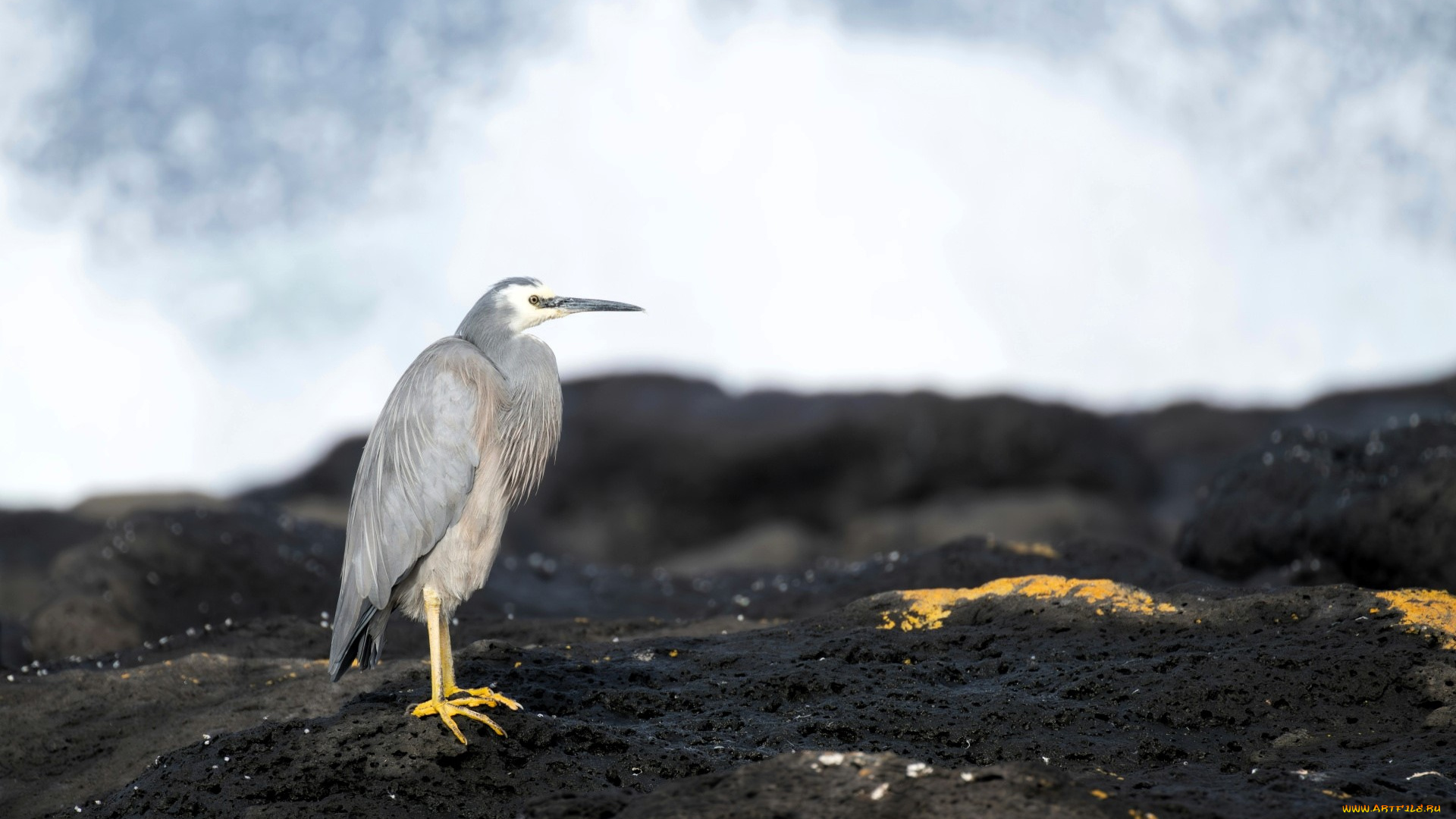 животные, цапли, , выпи, цапля, серая, скалы