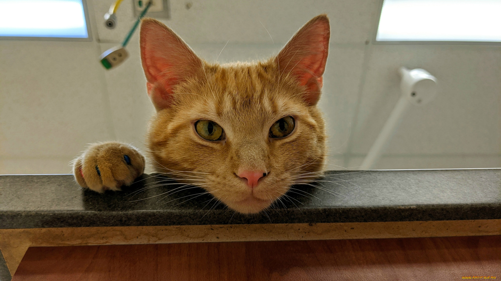 животные, коты, кот, кошка