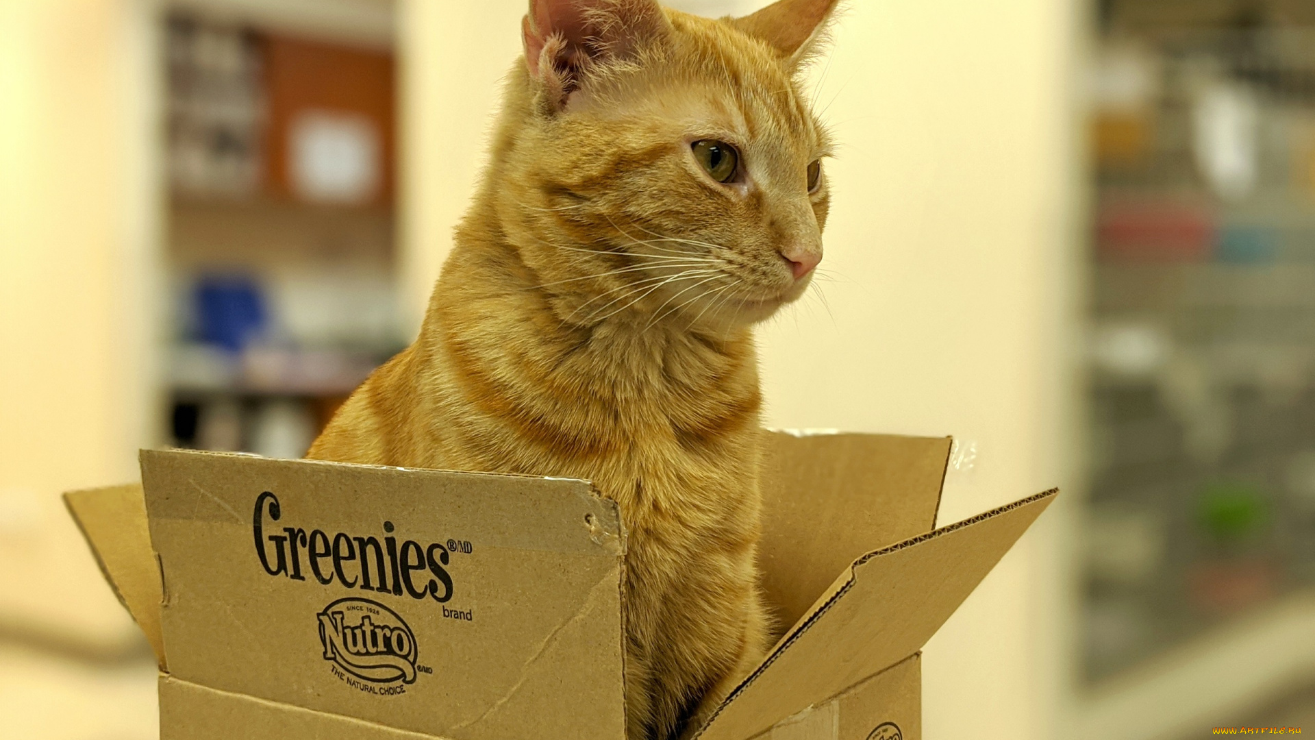 животные, коты, кот, кошка