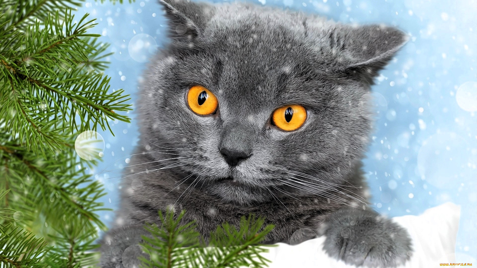 животные, коты, кот, ёлка