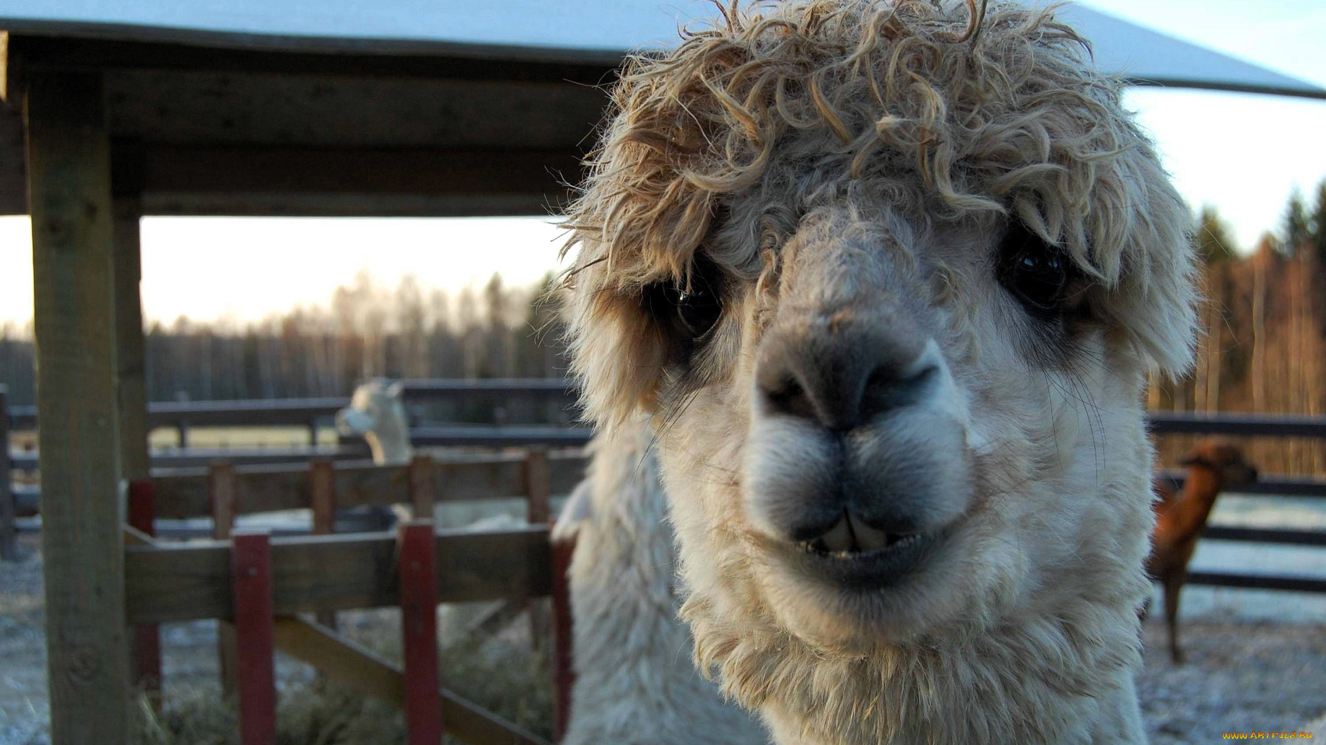 животные, ламы, лама, голова, загон